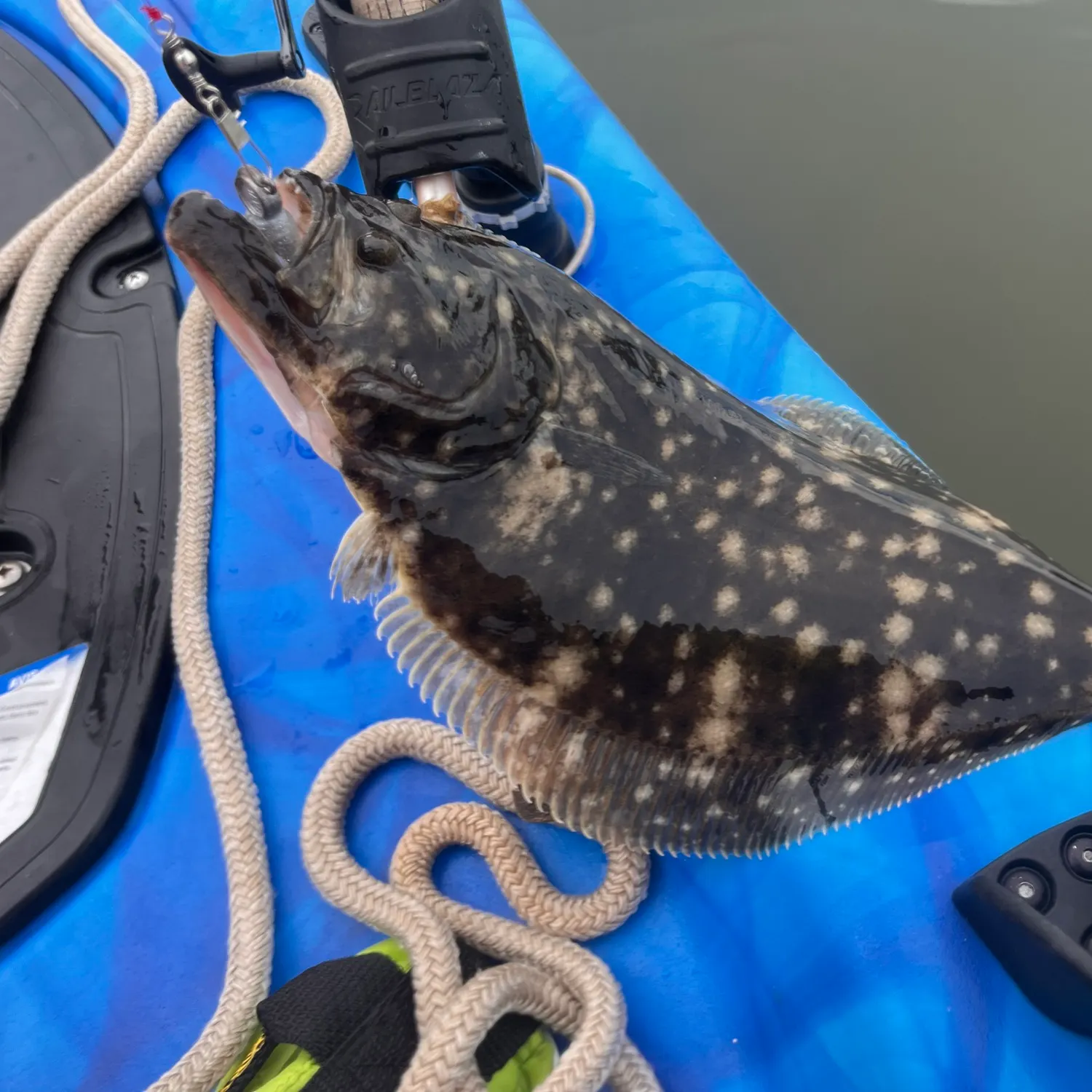 Summer flounder caught on Fishbrain