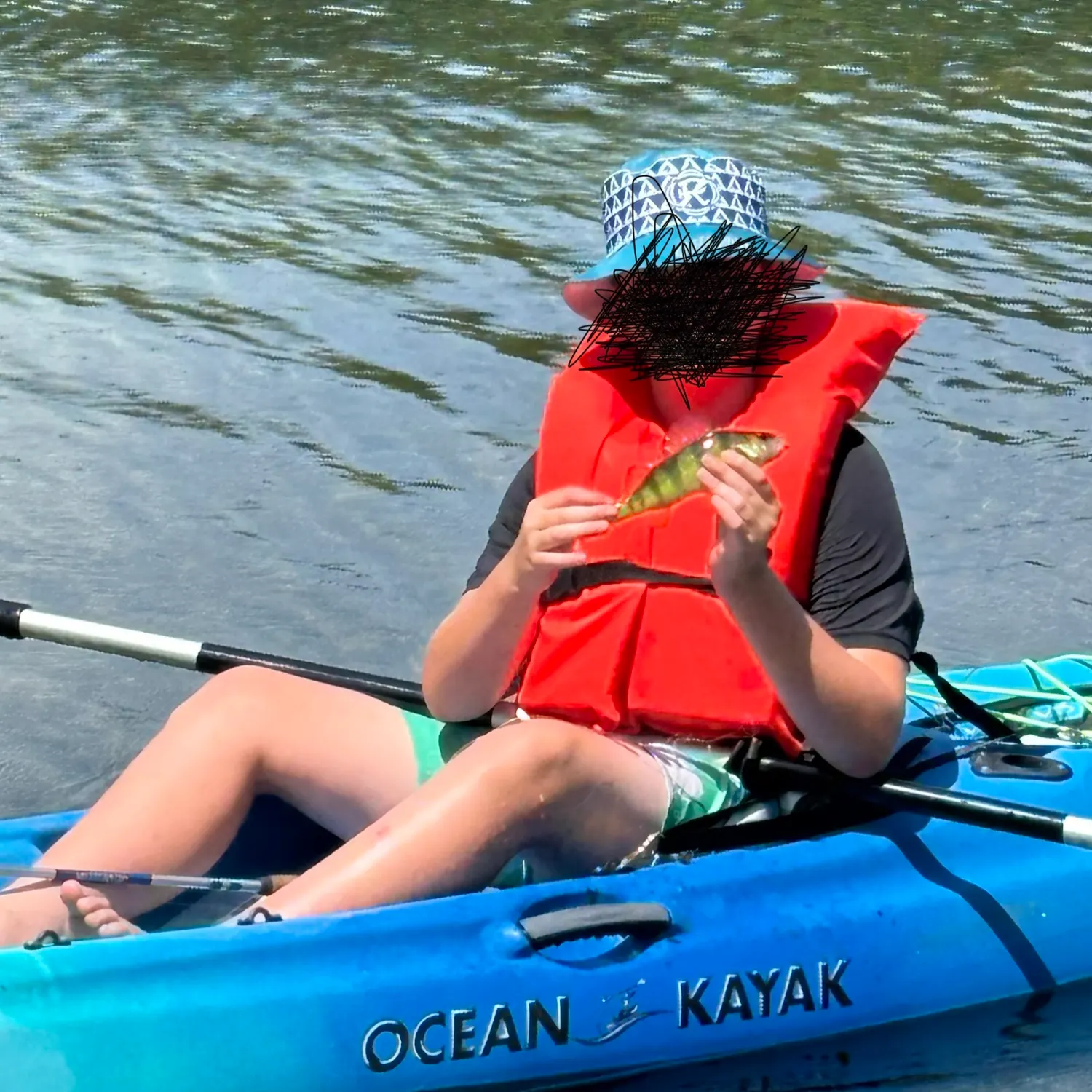 Yellow perch caught on Fishbrain