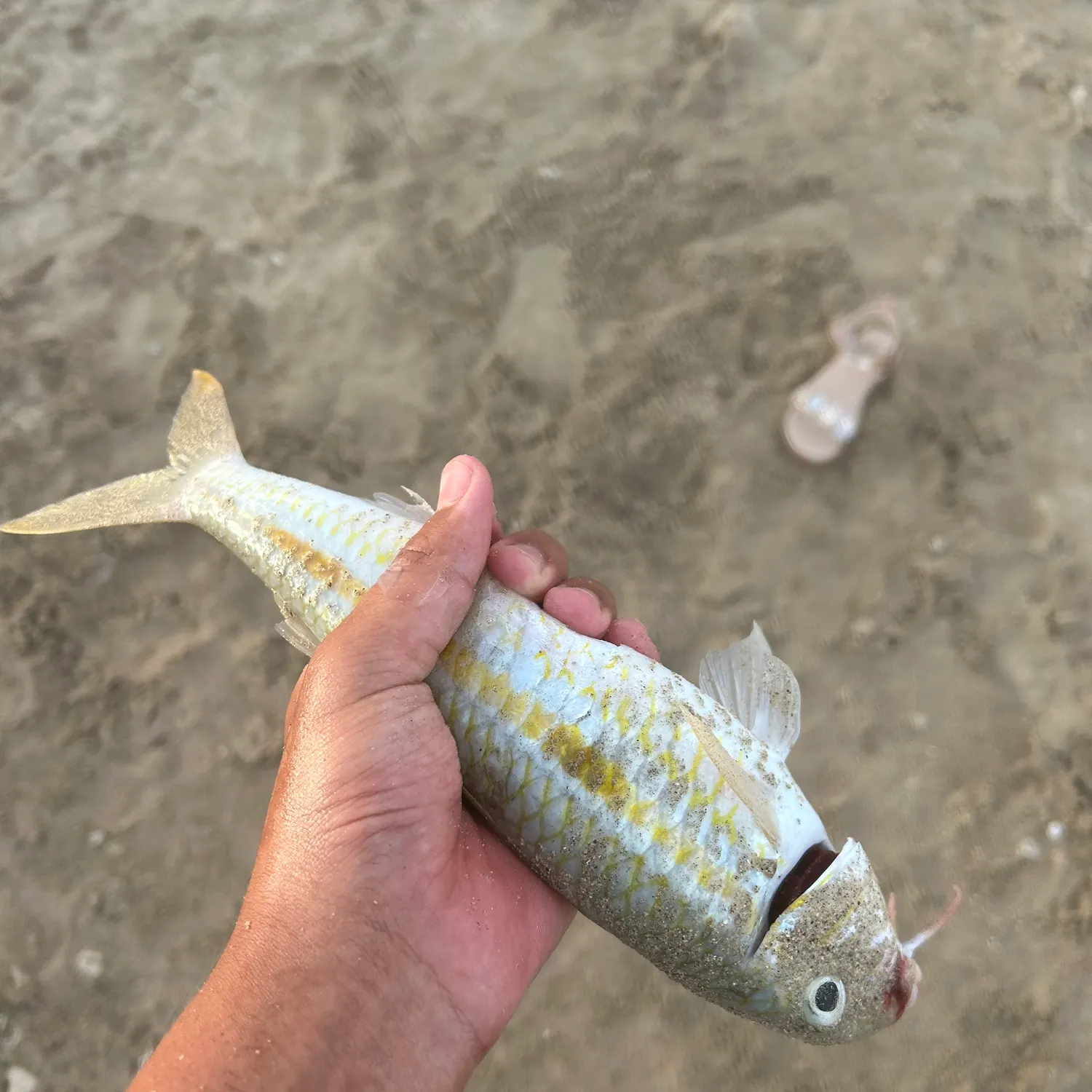 The most recent Yellow goatfish catches on Fishbrain