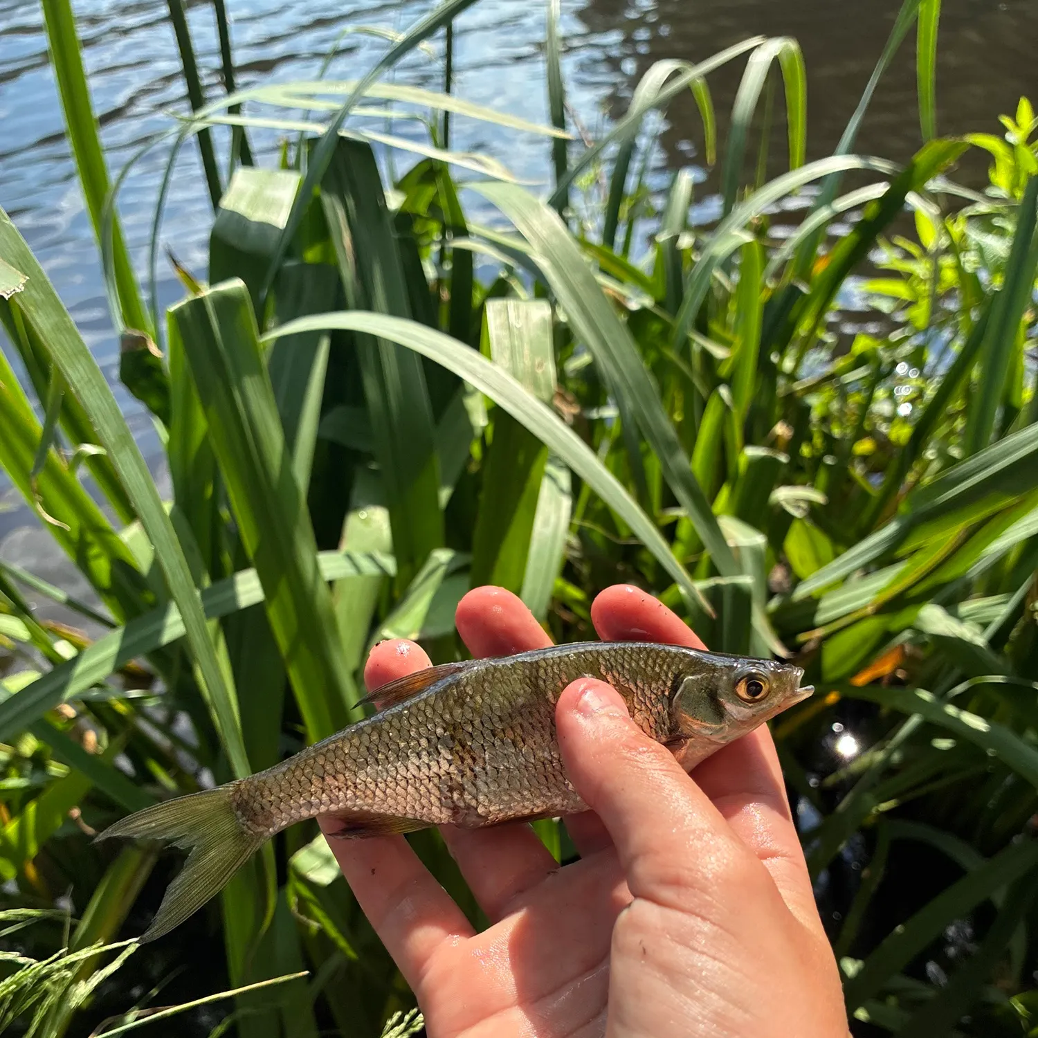 The most recent Scaled herring catches on Fishbrain