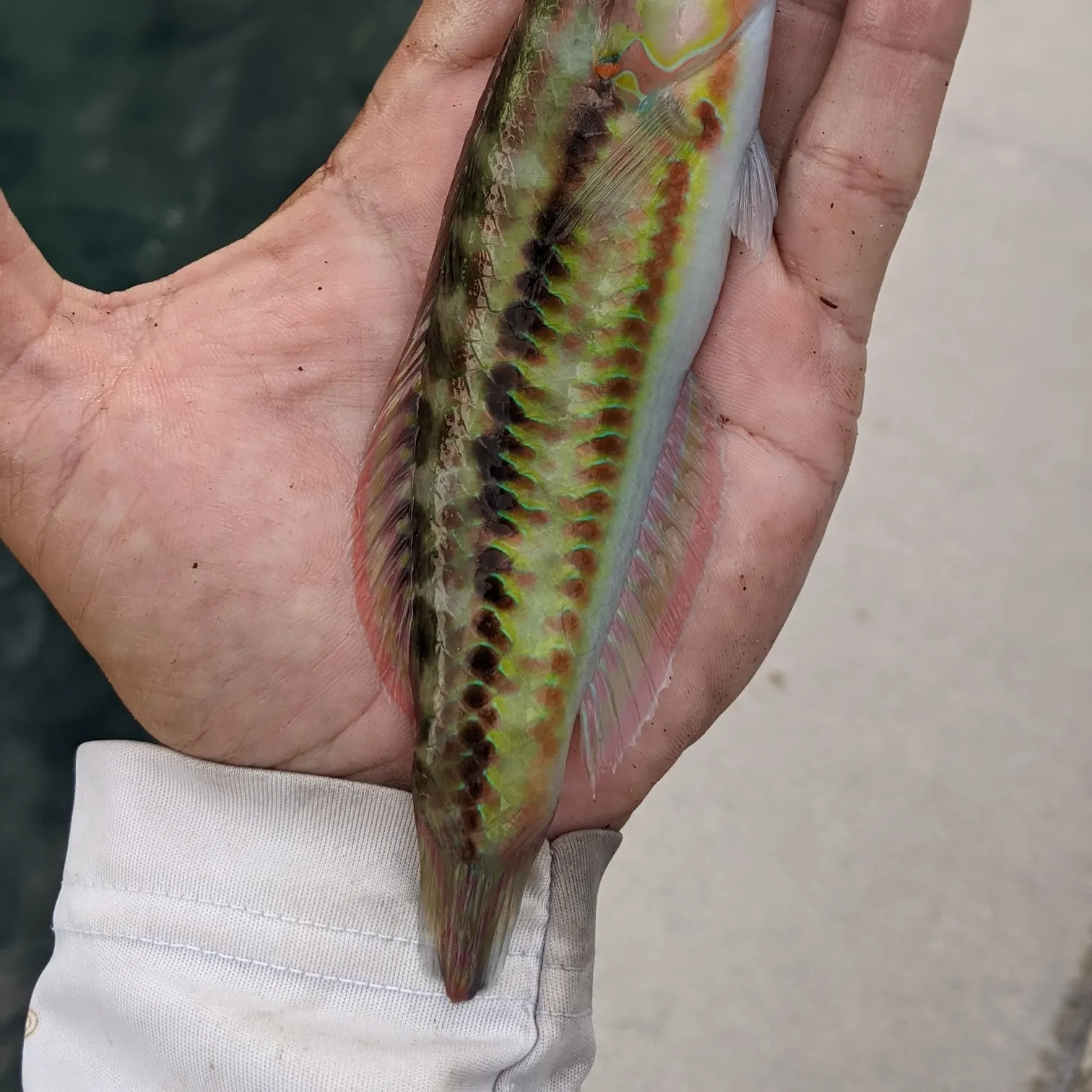 recently logged catches