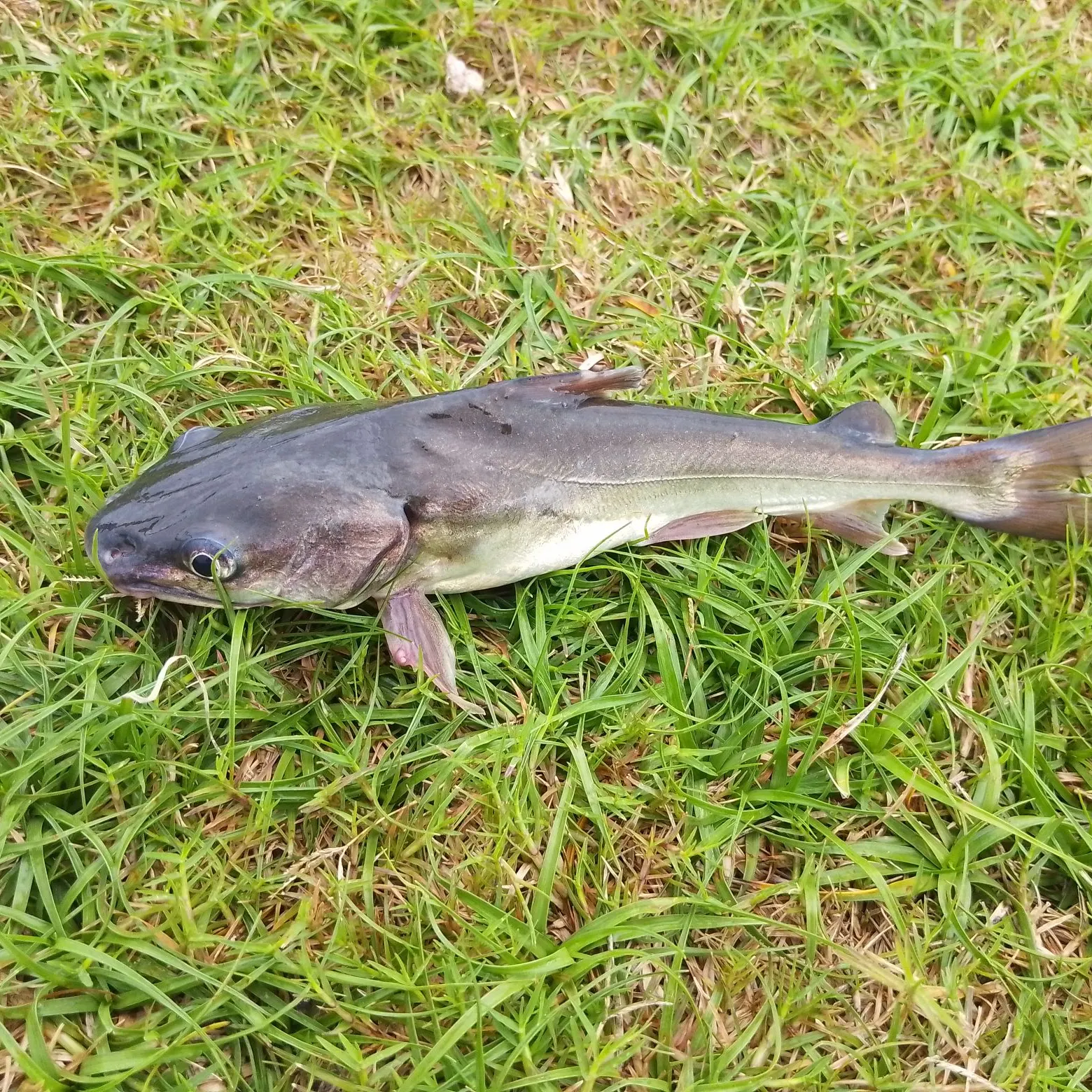 The most recent Giant sea catfish catches on Fishbrain