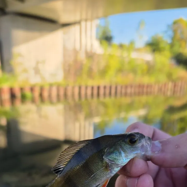 European perch caught on Fishbrain
