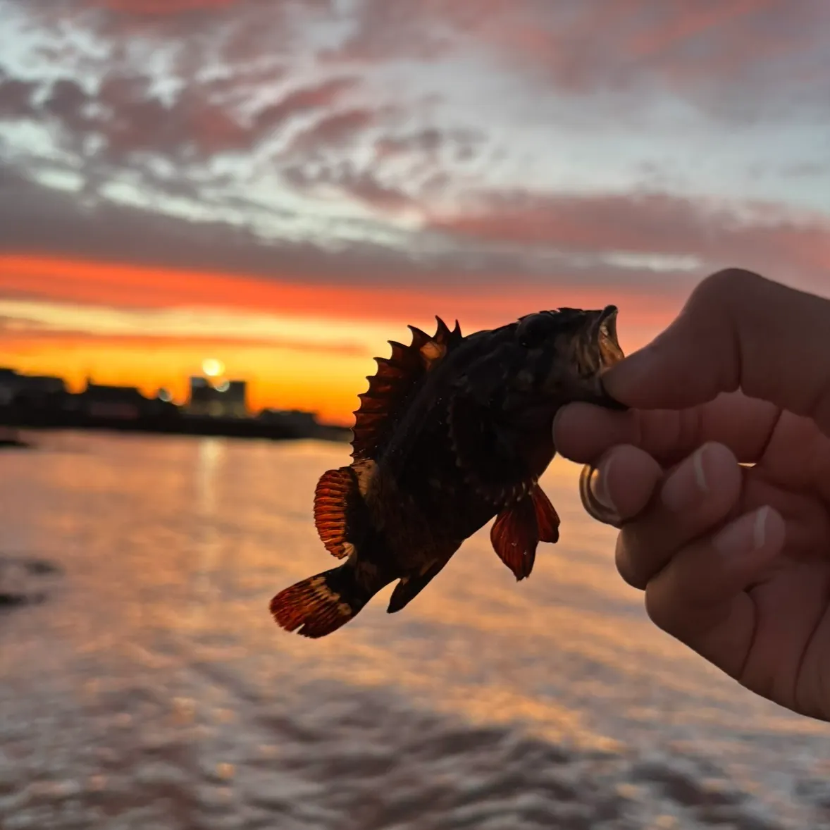 The most recent Marbled Rockfish catches on Fishbrain