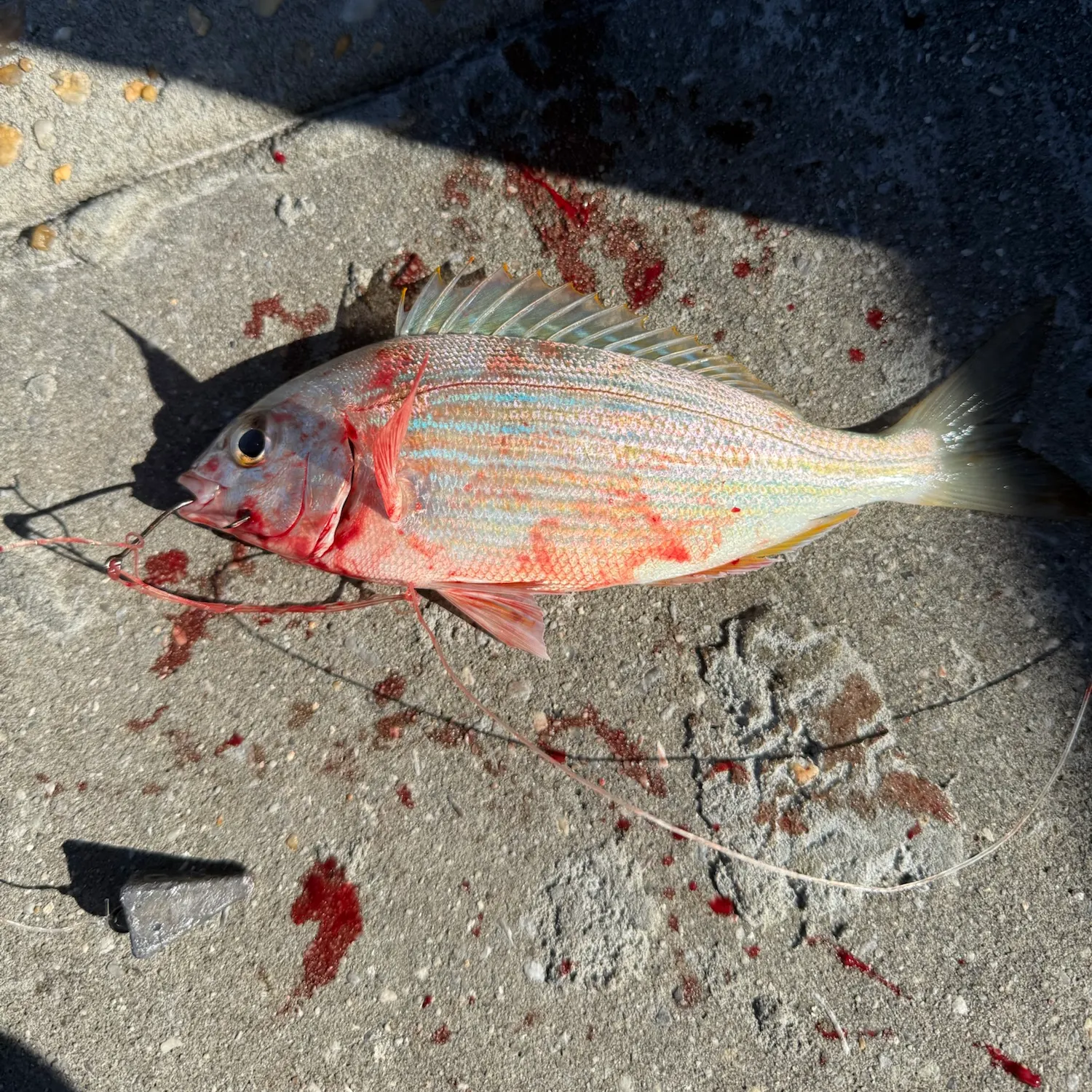 Pinfish caught on Fishbrain