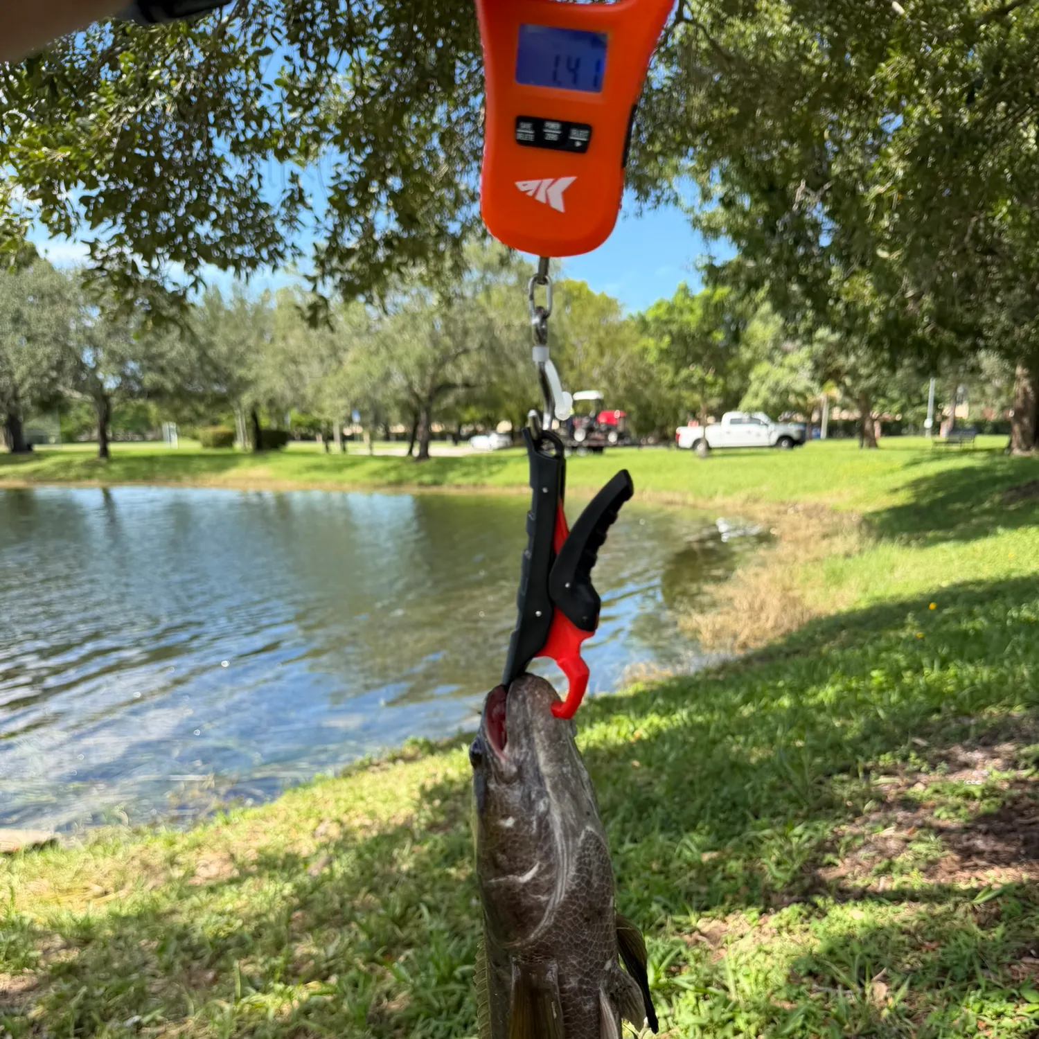 Bullseye snakehead caught on Fishbrain