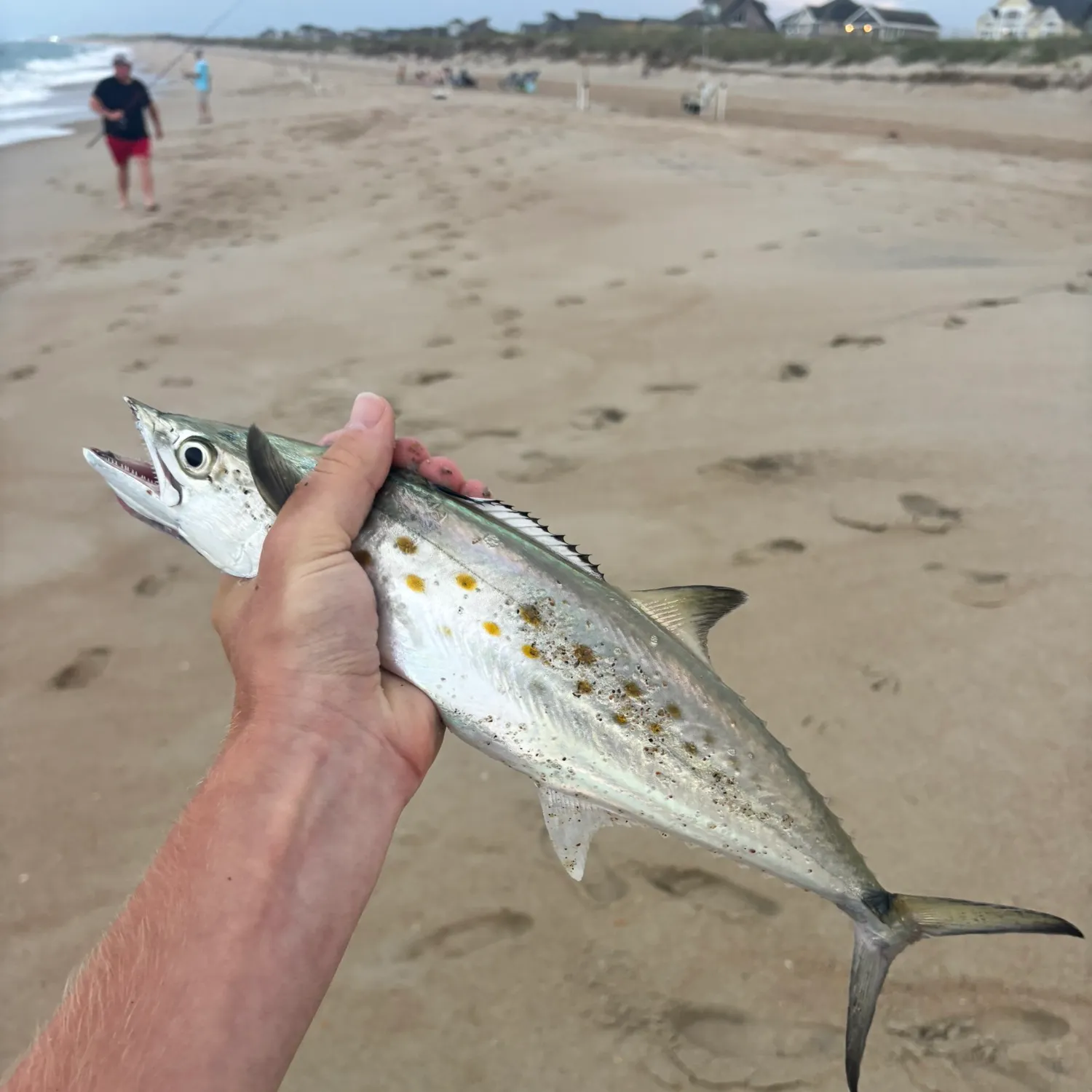 The most recent Spanish mackerel catches on Fishbrain