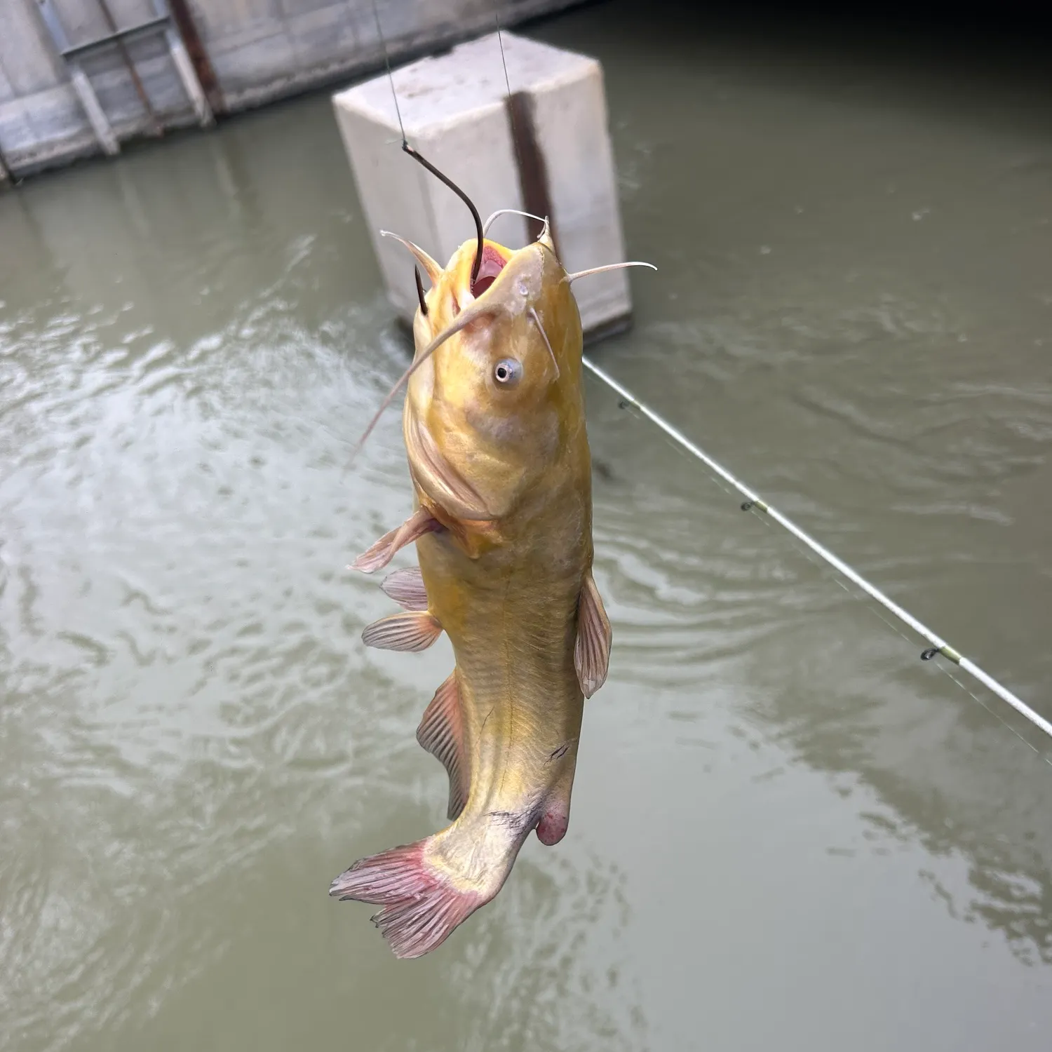 Yellow bullhead caught on Fishbrain