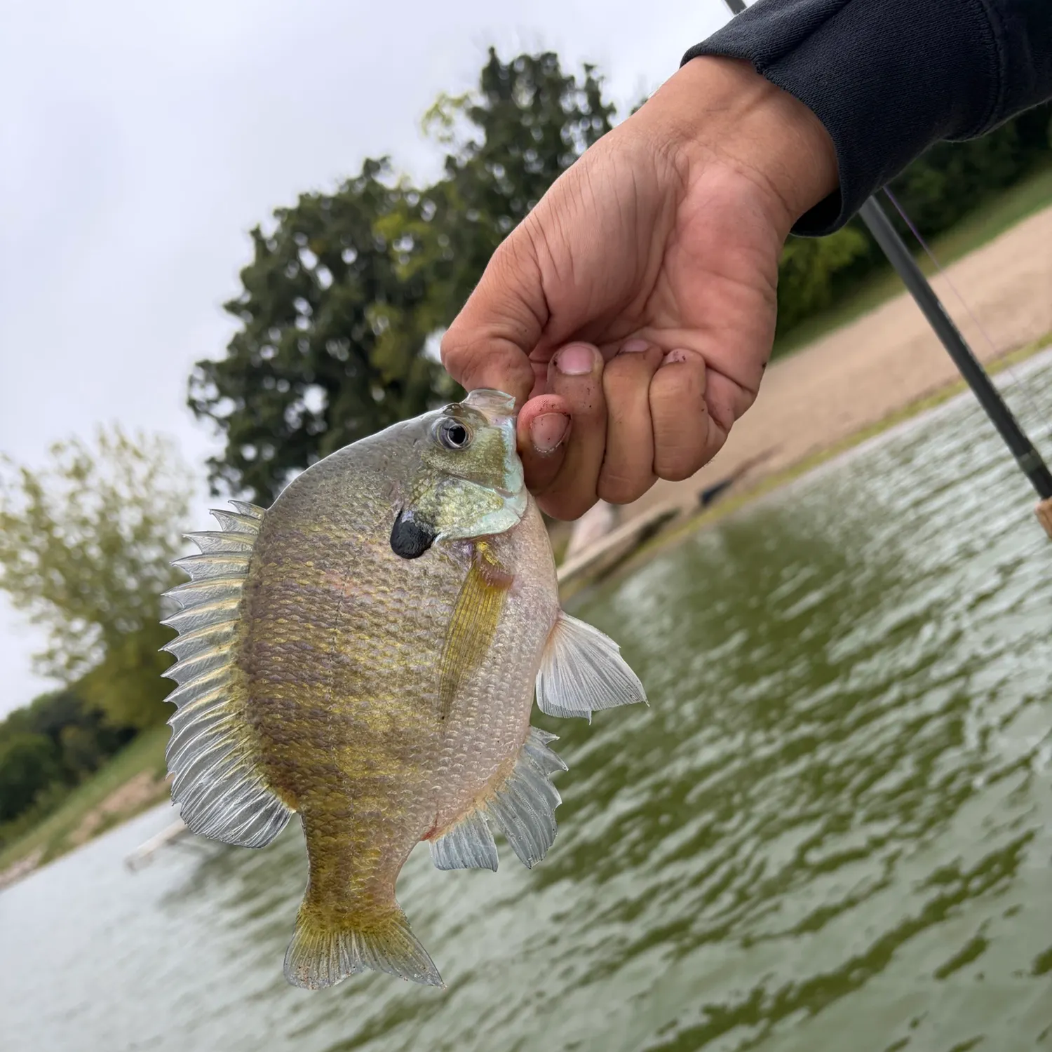 Bluegill caught on Fishbrain