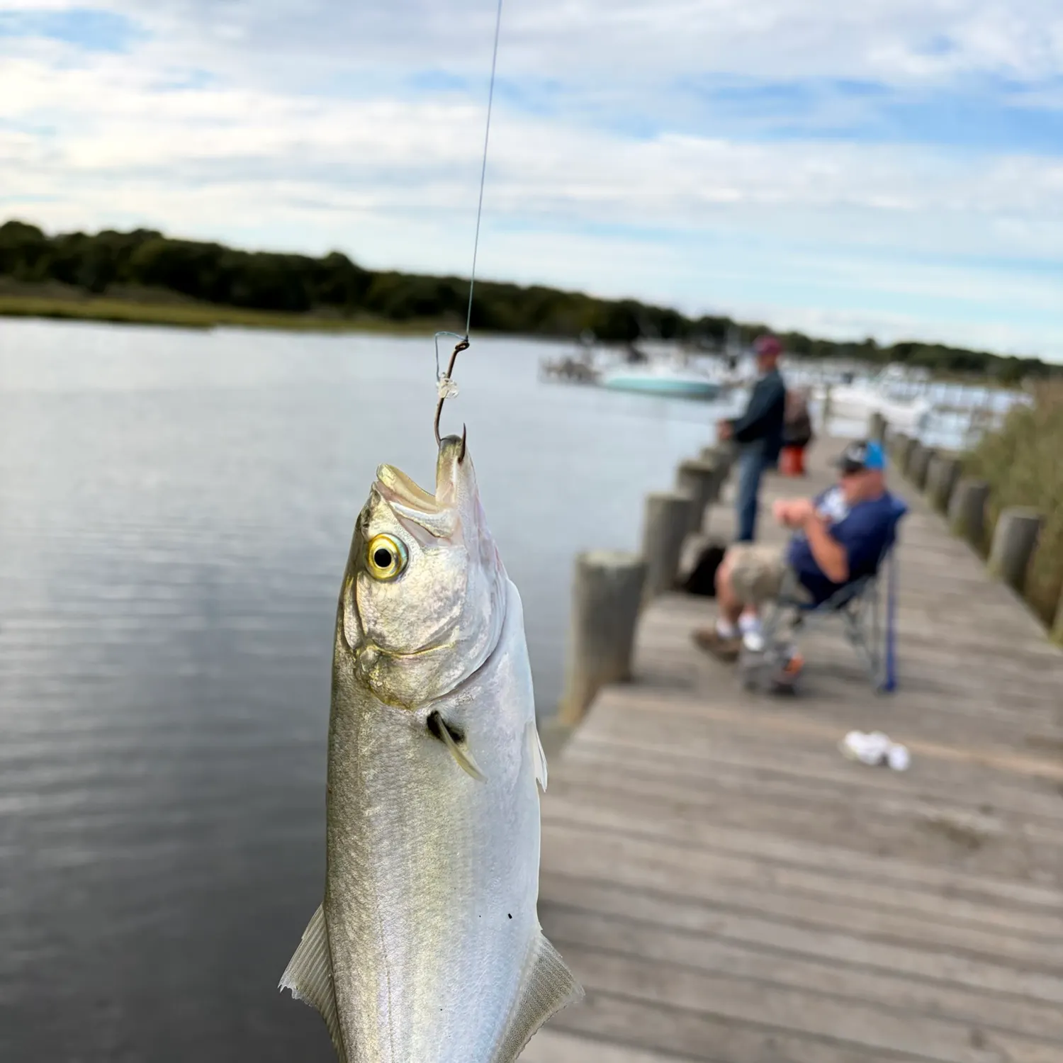 Bluefish caught on Fishbrain
