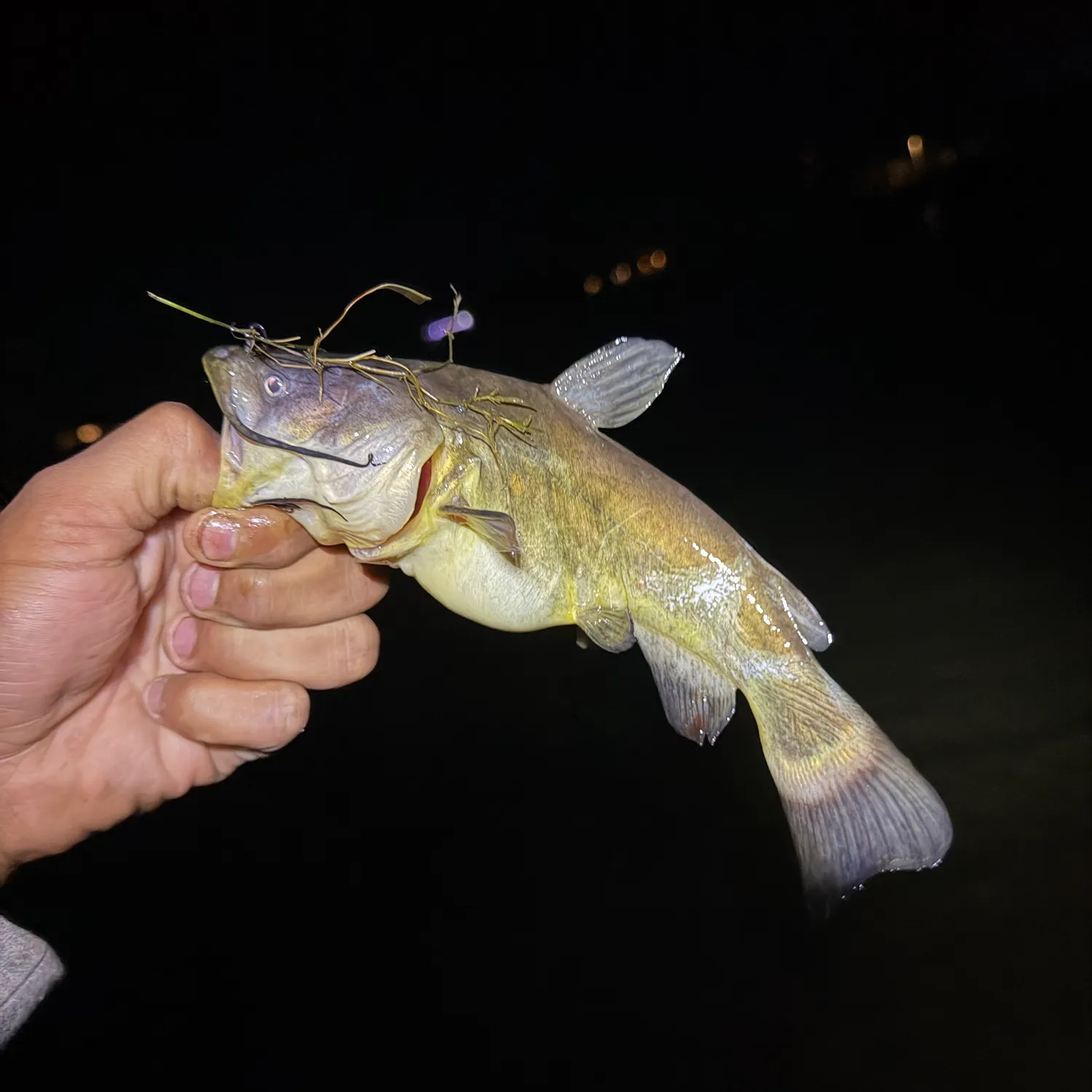 Yellow bullhead caught on Fishbrain