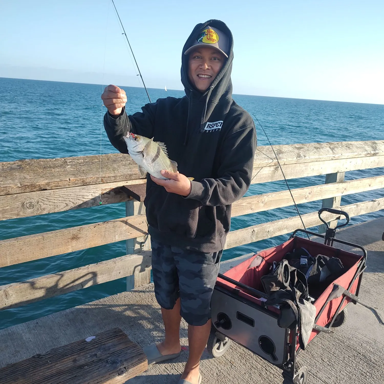 Sargo caught on Fishbrain