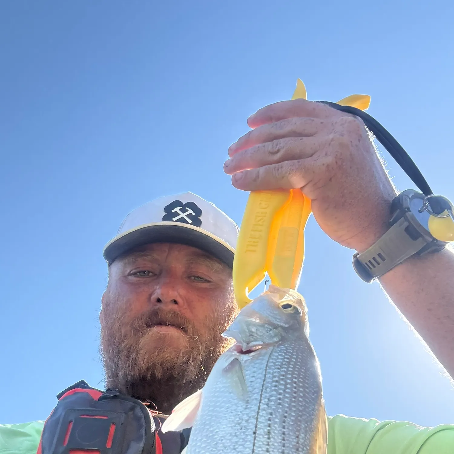 White bass caught on Fishbrain