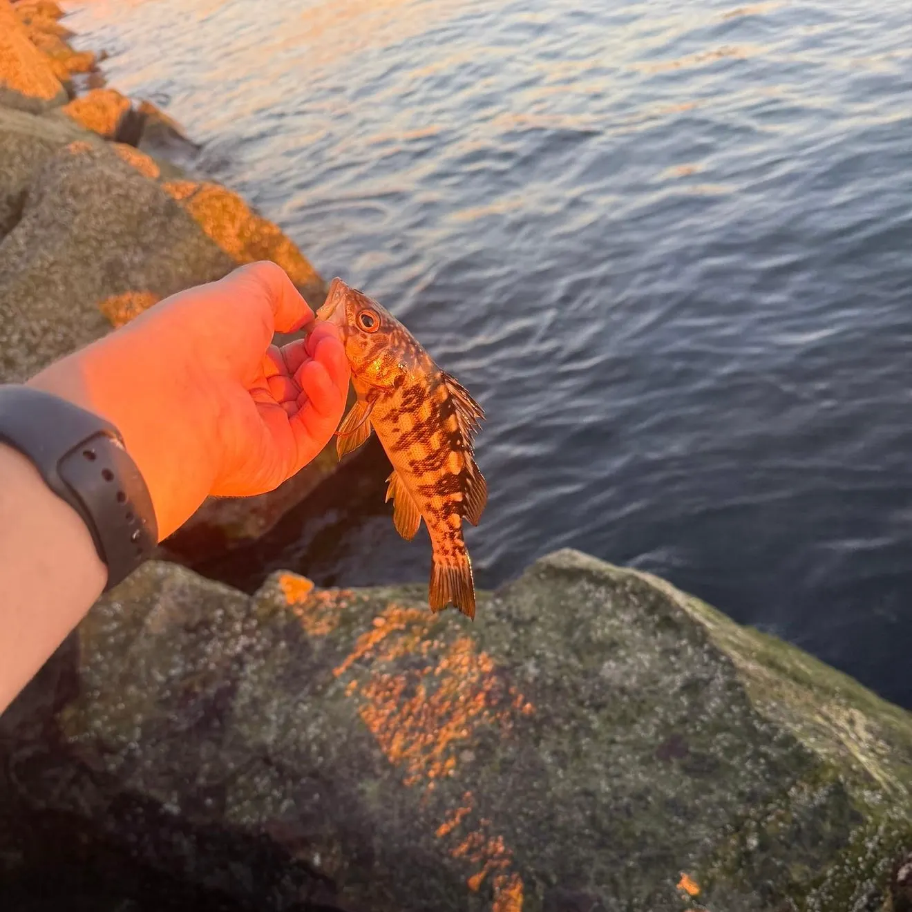 recently logged catches