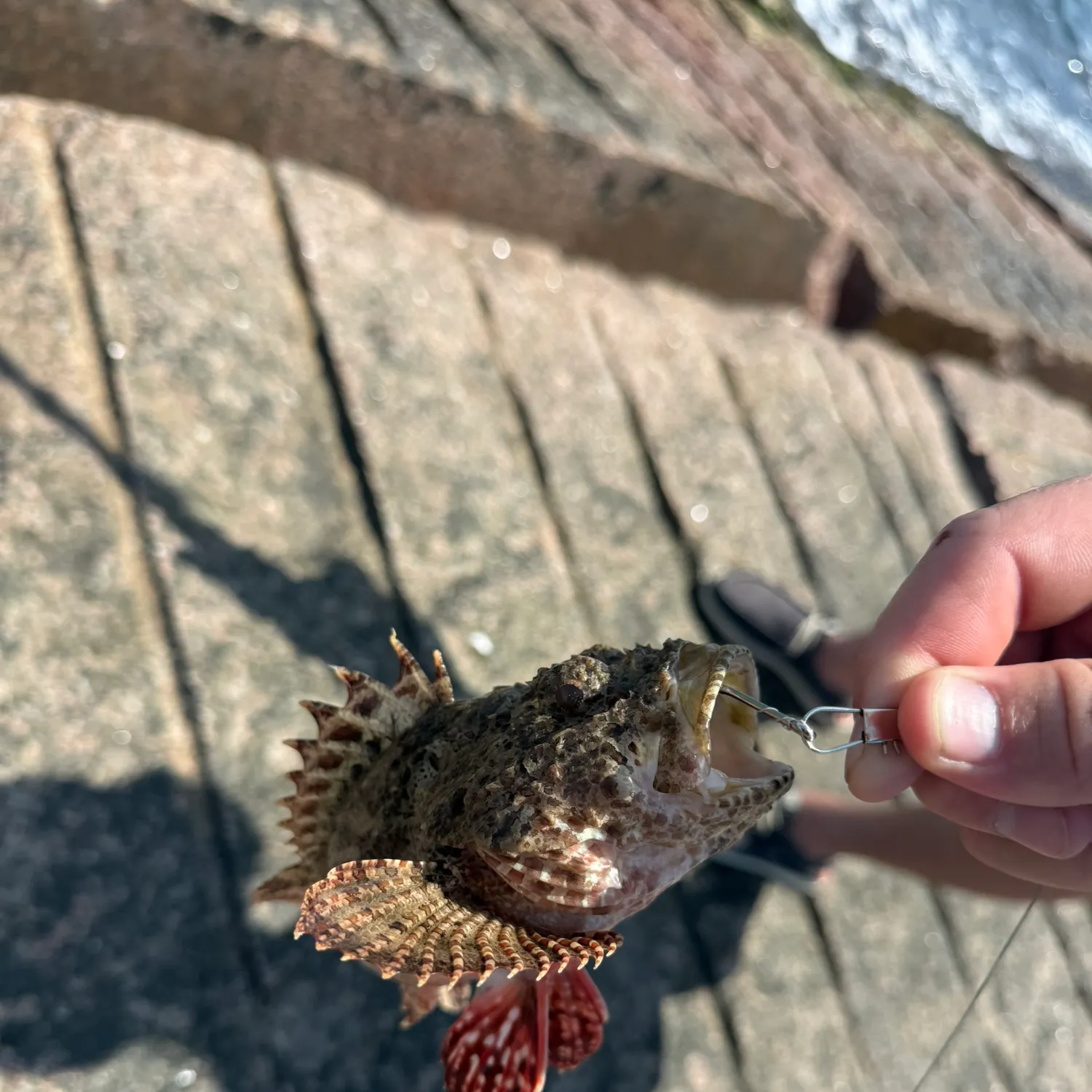 The most recent Spotted scorpionfish catches on Fishbrain