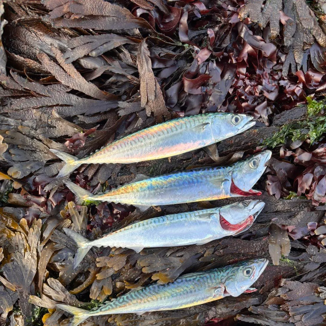 Atlantic mackerel caught on Fishbrain