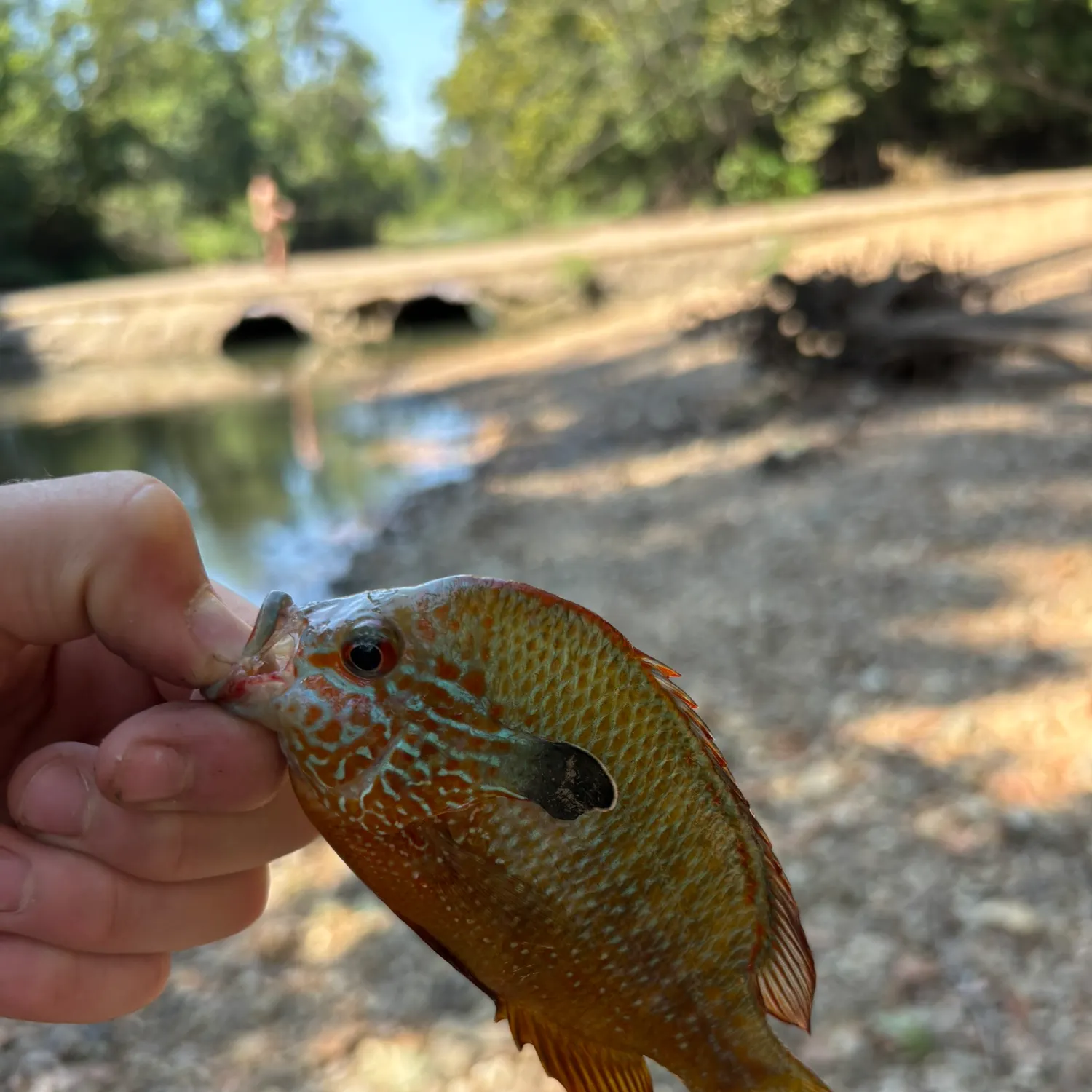 Longear sunfish caught on Fishbrain