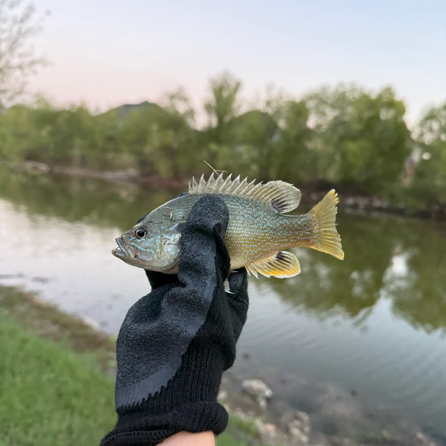 Green sunfish caught on Fishbrain