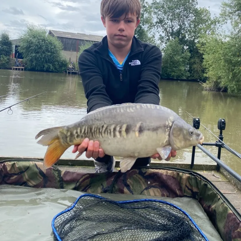 Mirror carp caught on Fishbrain