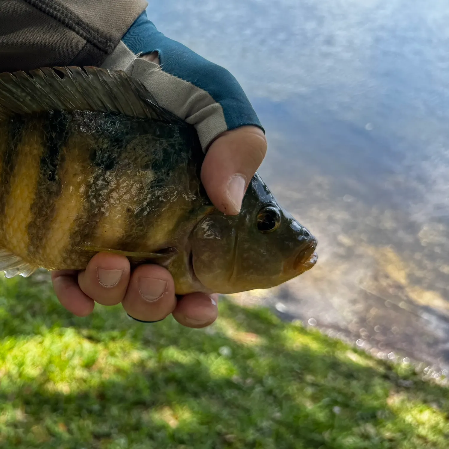 The most recent Mayan cichlid catches on Fishbrain