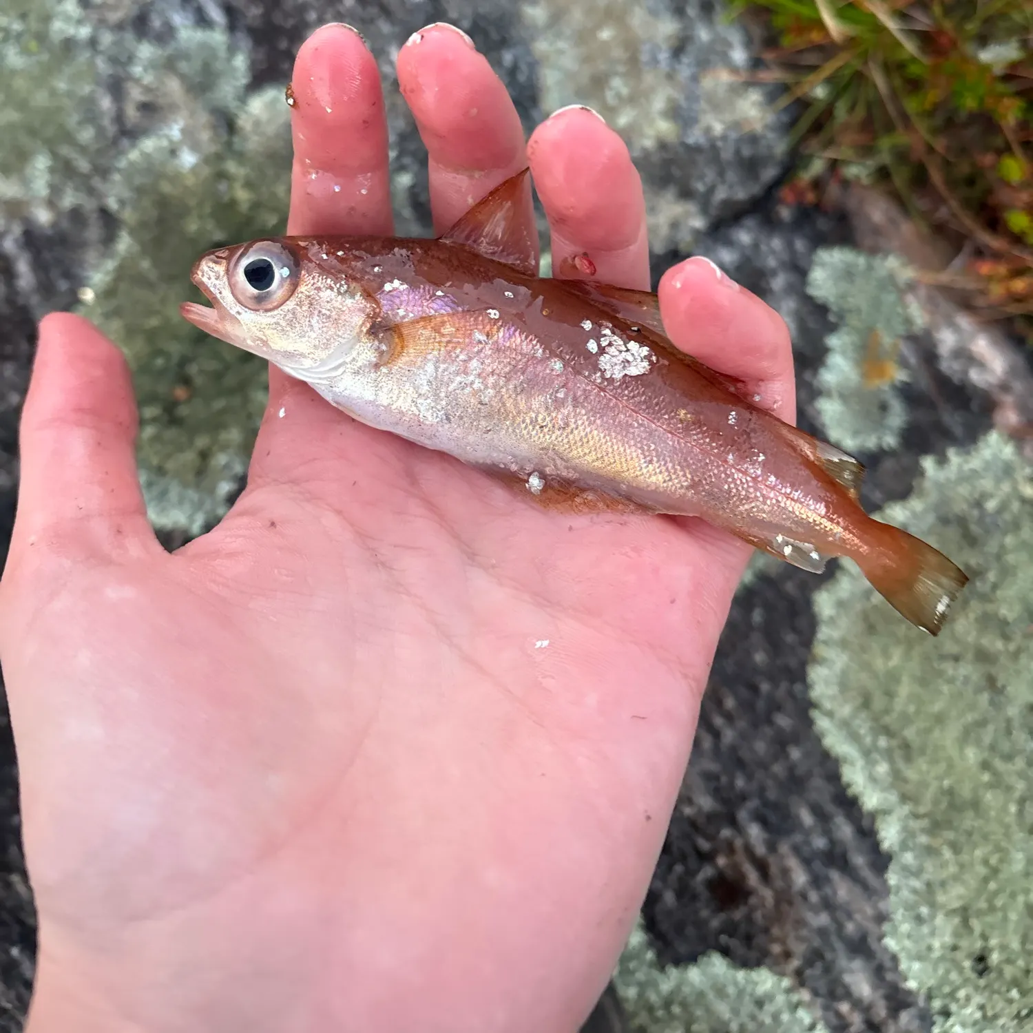 Pollack caught on Fishbrain