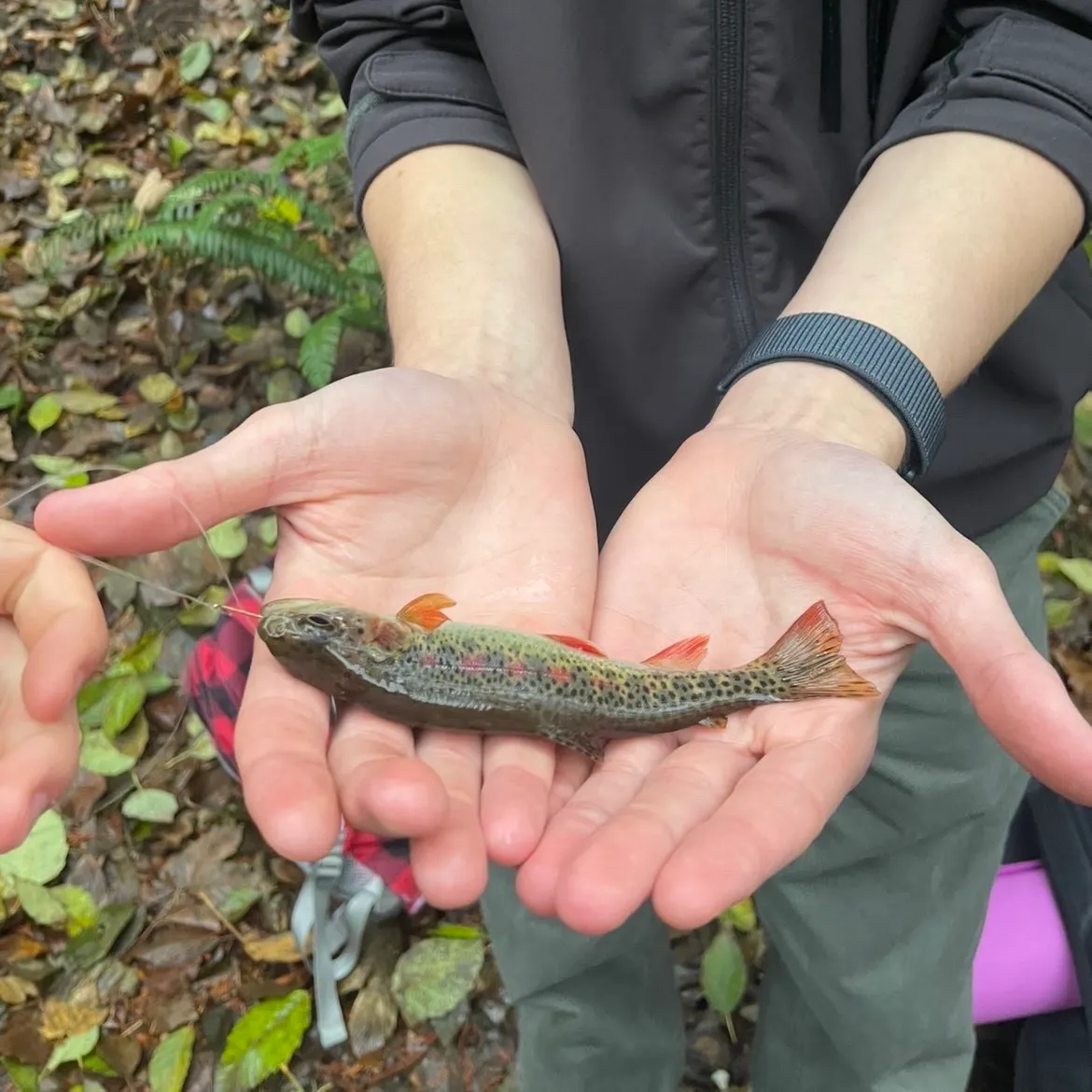 The most recent Coastal cutthroat trout catches on Fishbrain
