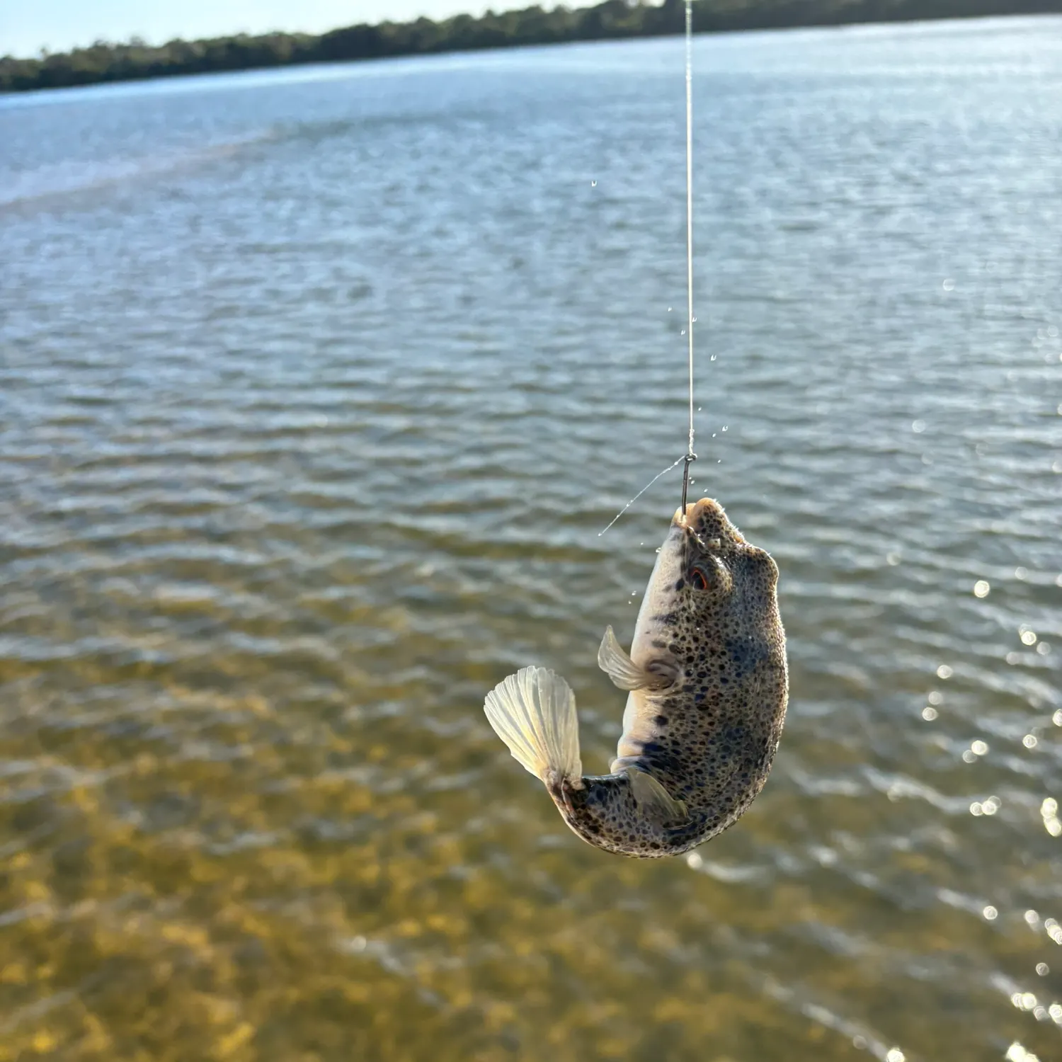 The most recent Smooth toadfish catches on Fishbrain