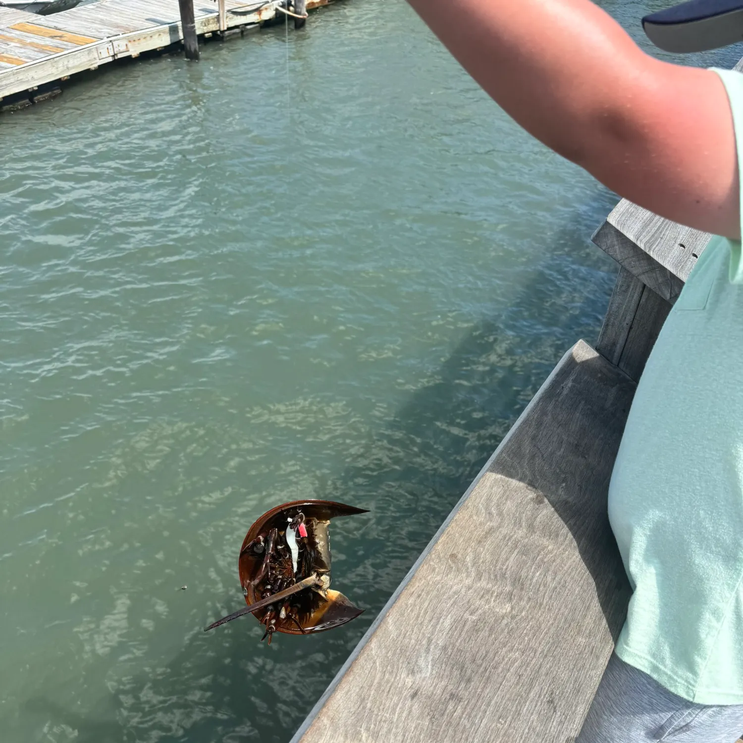Atlantic horseshoe crab caught on Fishbrain