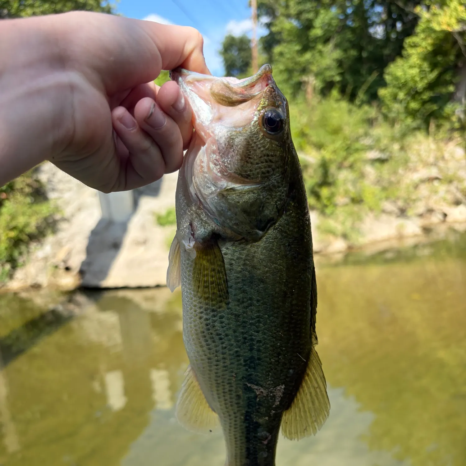 Largemouth bass caught on Fishbrain