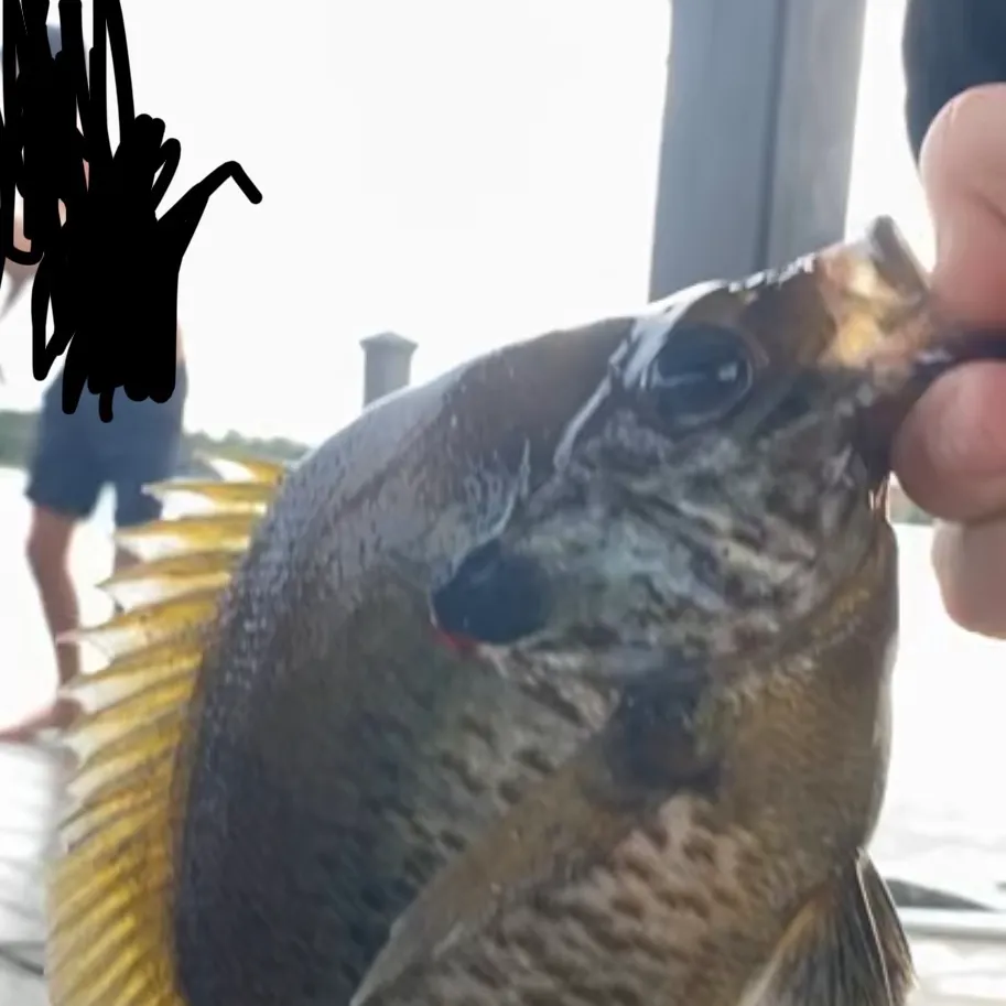 Bluegill caught on Fishbrain