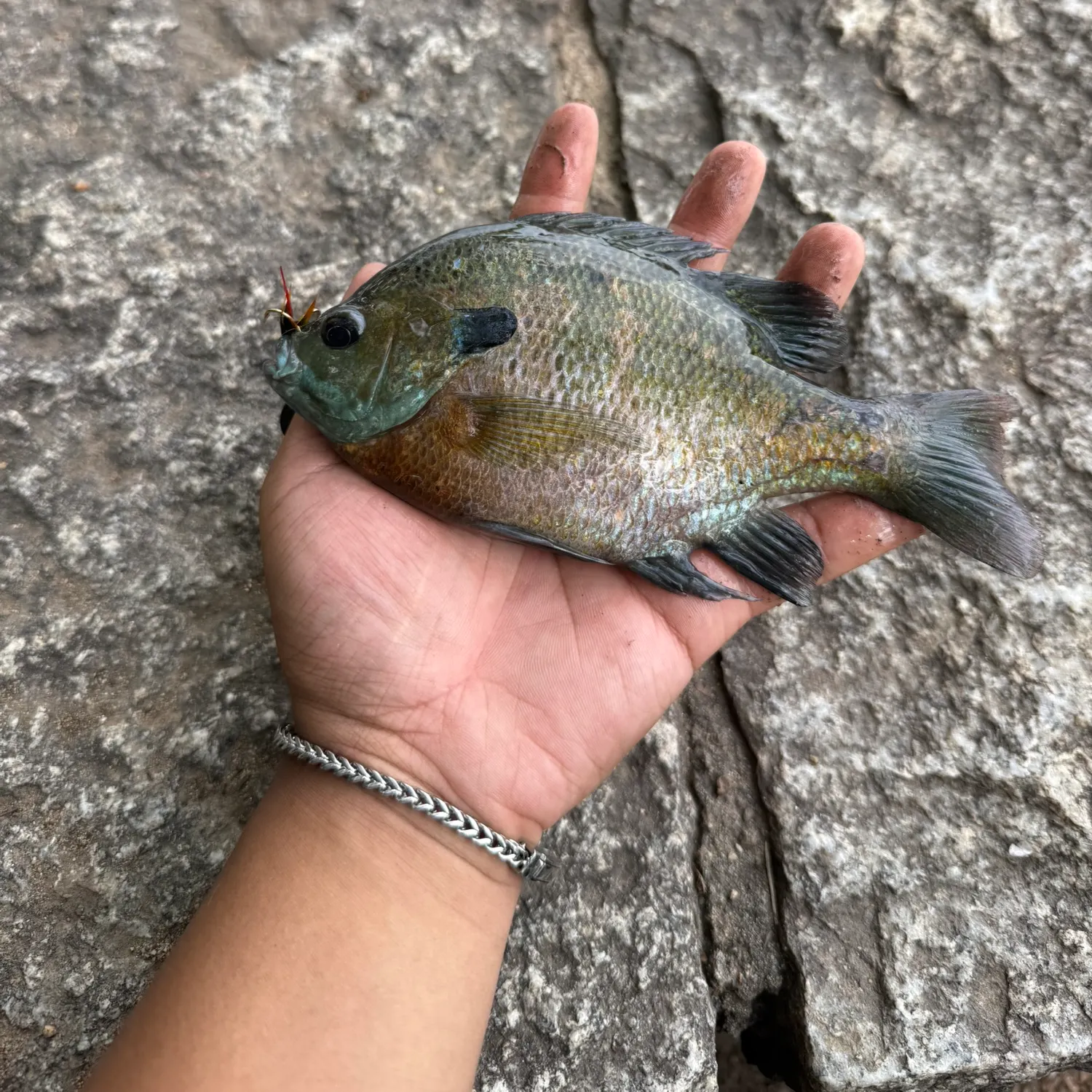 Bluegill caught on Fishbrain