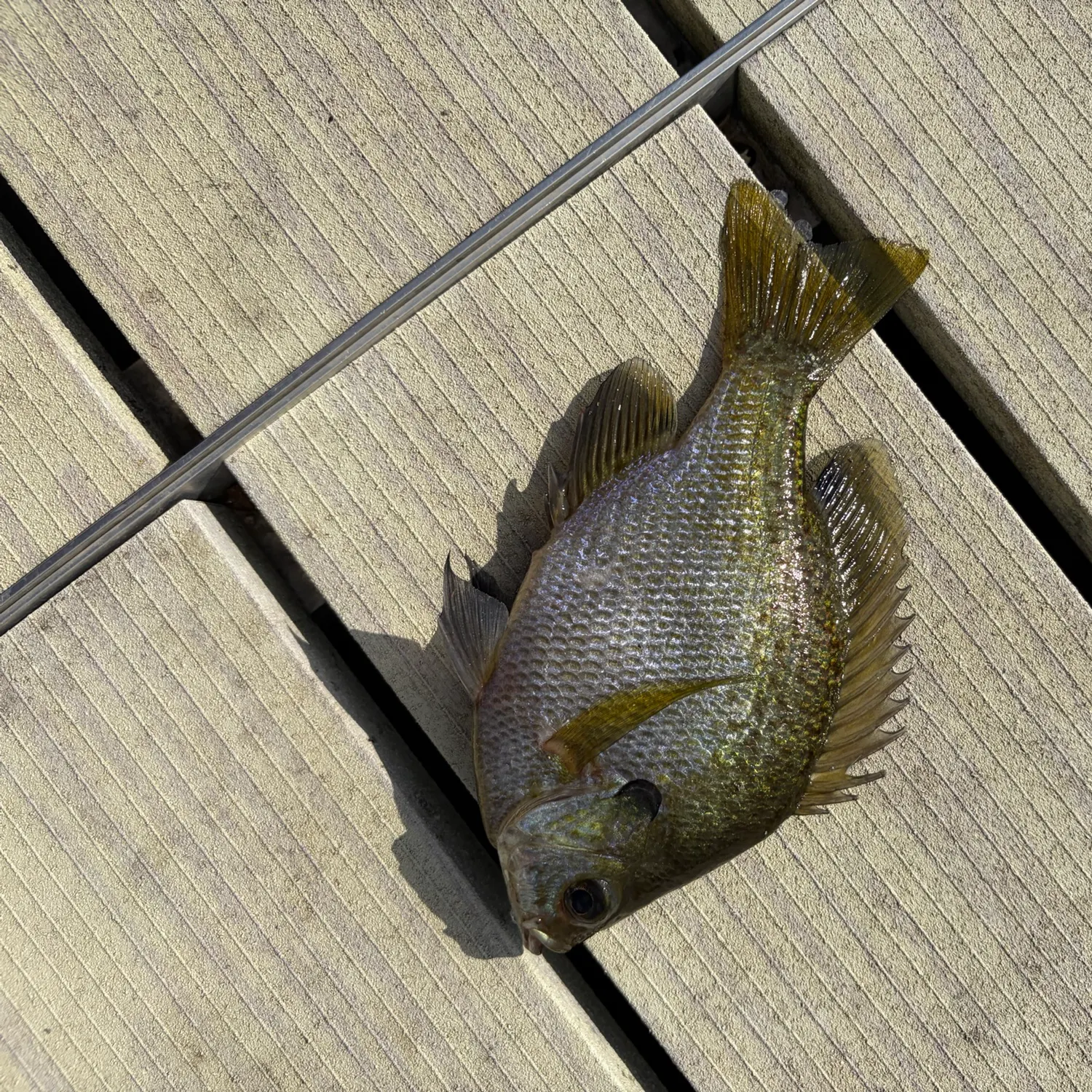 Bluegill caught on Fishbrain
