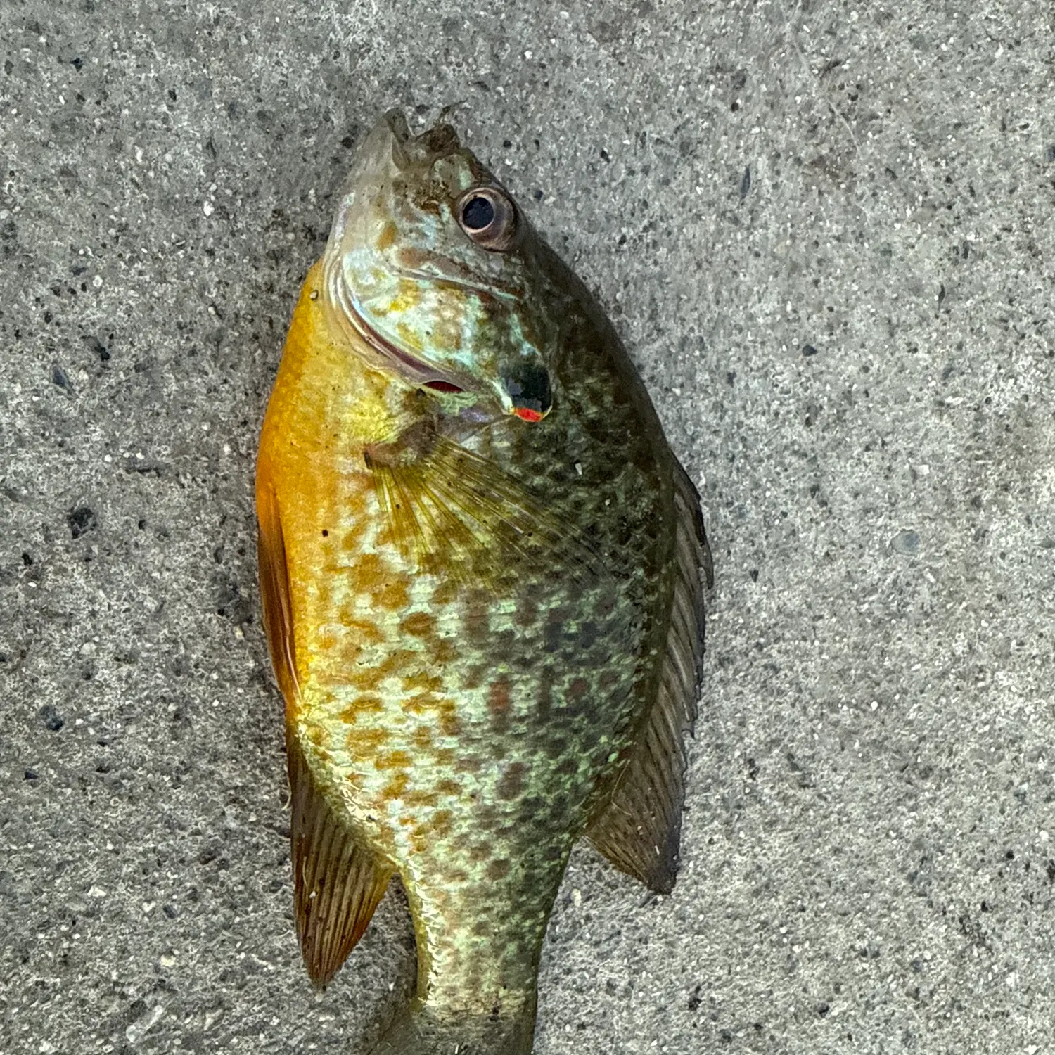 Pumpkinseed caught on Fishbrain