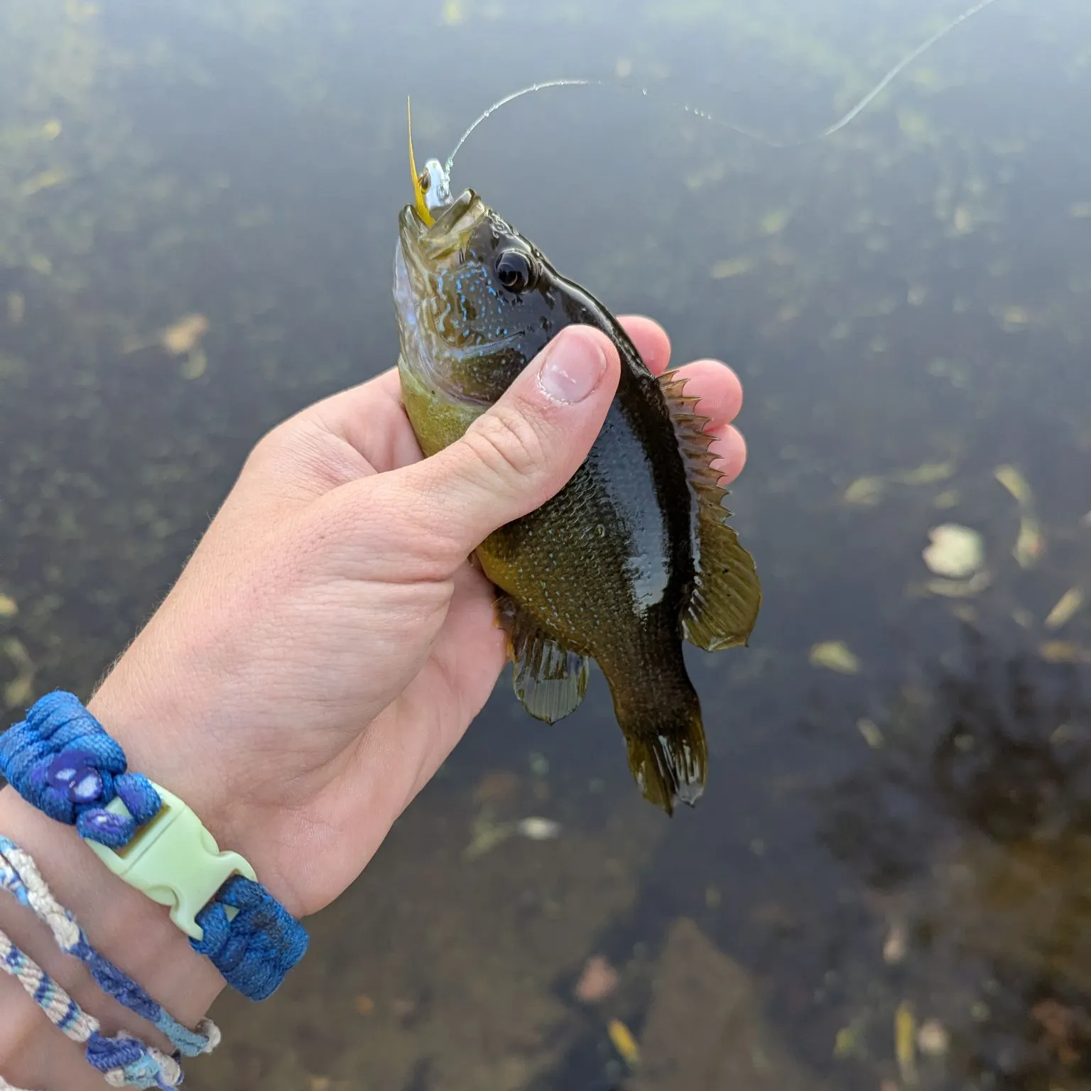 Green sunfish caught on Fishbrain