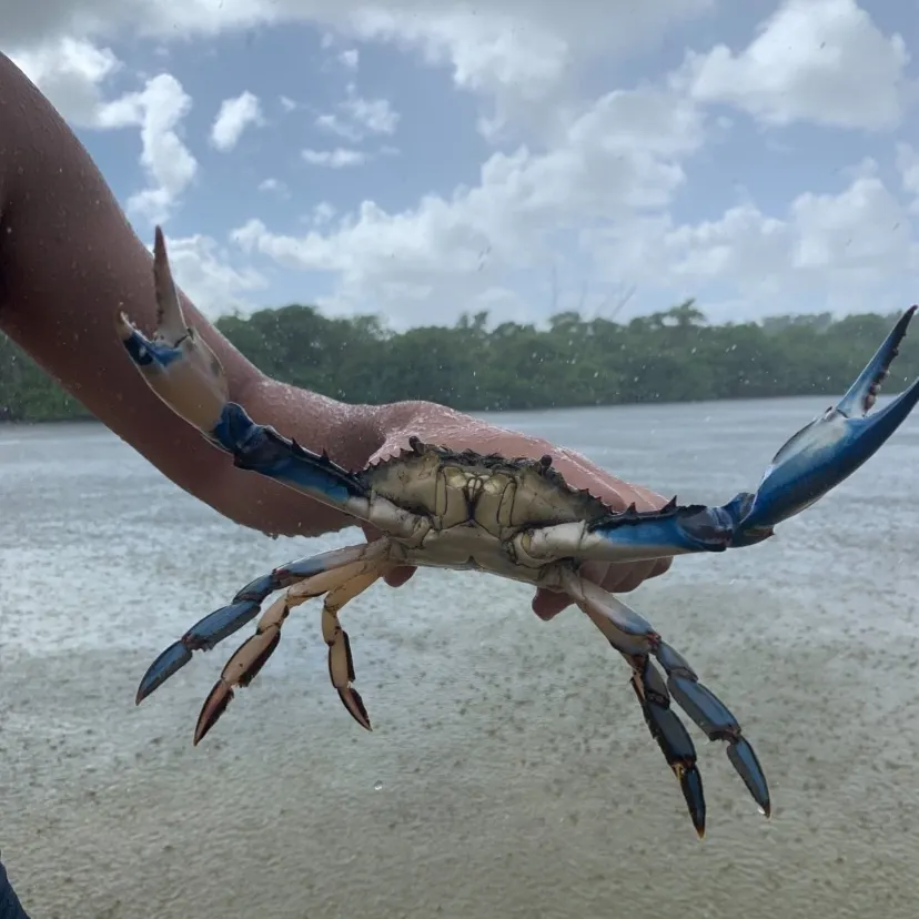 The most recent Blue crab catches on Fishbrain