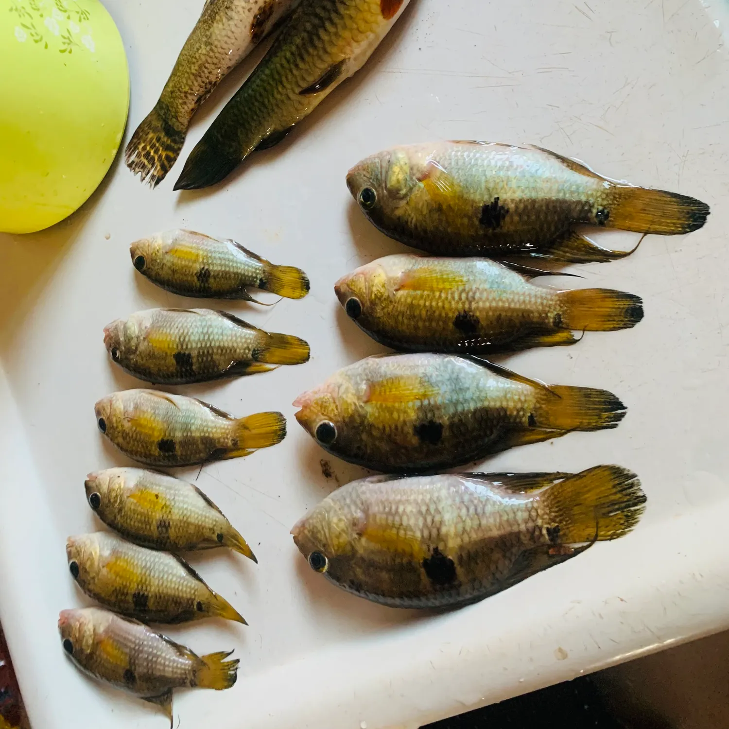 recently logged catches