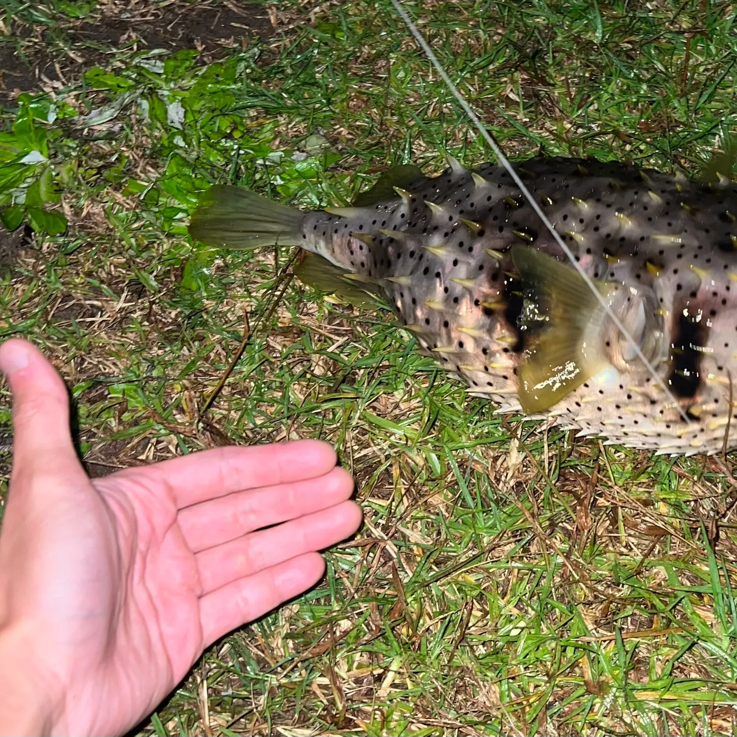 The most recent Longspined porcupinefish catches on Fishbrain
