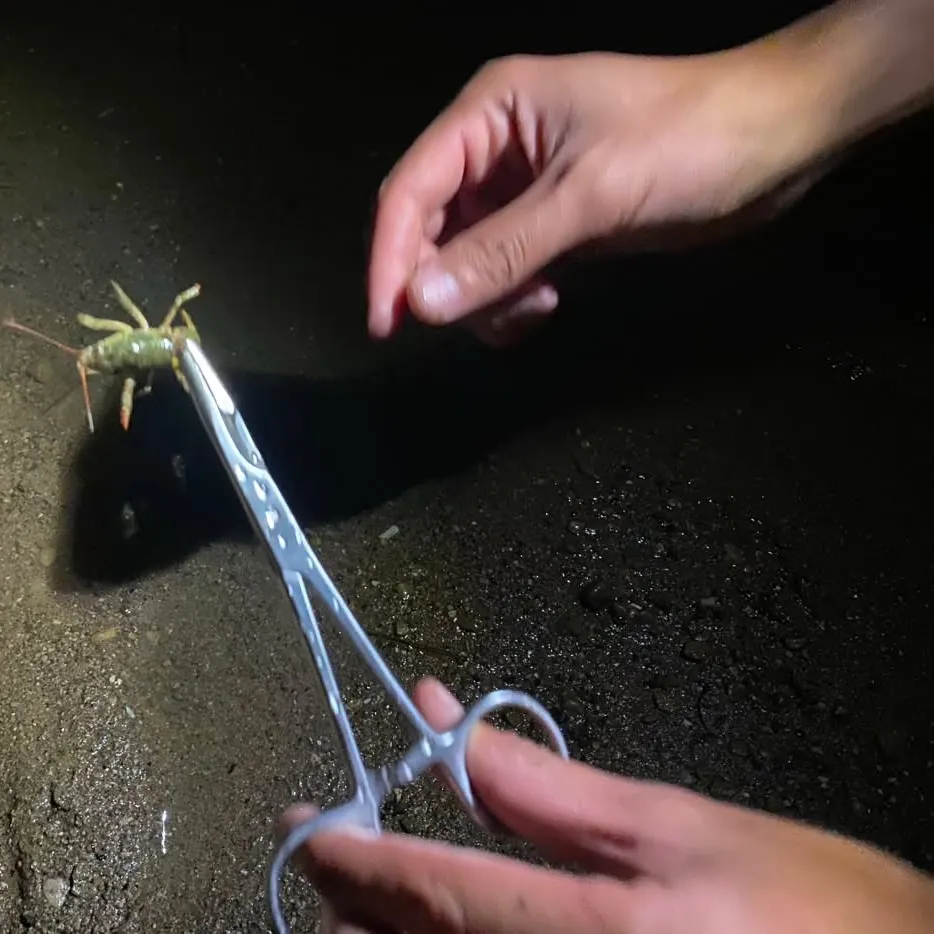 The most recent Calico crayfish catches on Fishbrain