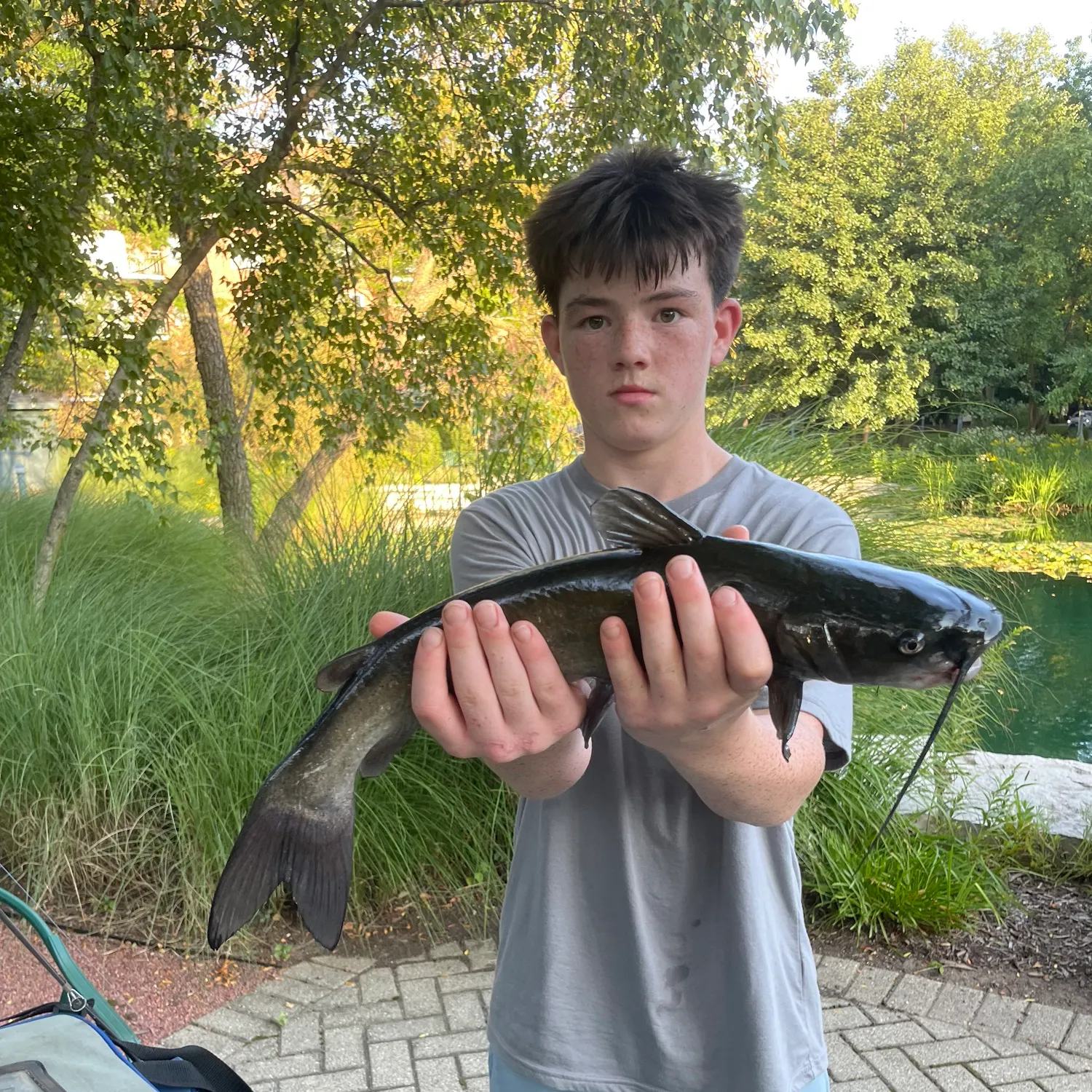 Channel catfish caught on Fishbrain