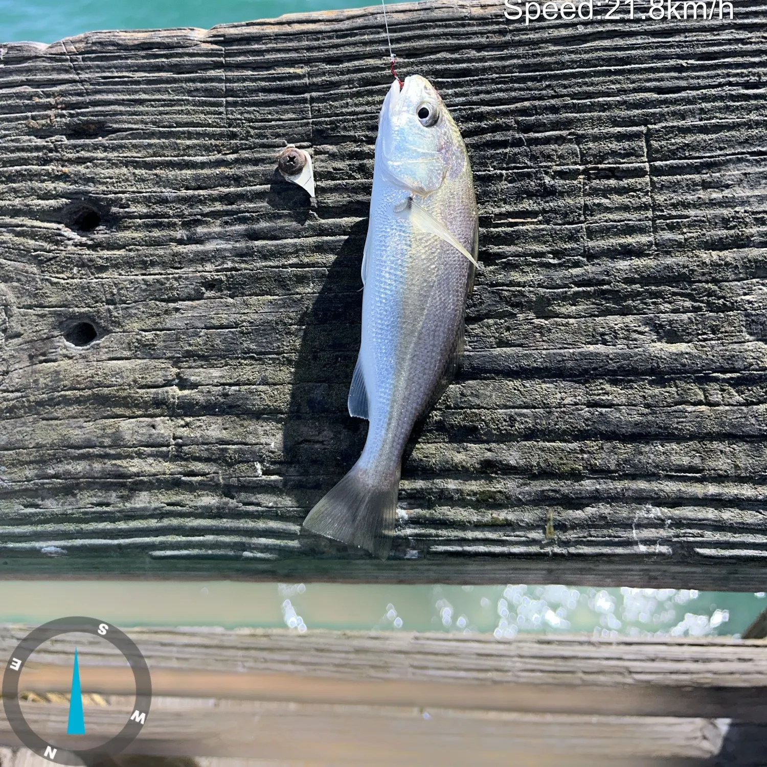 White croaker caught on Fishbrain