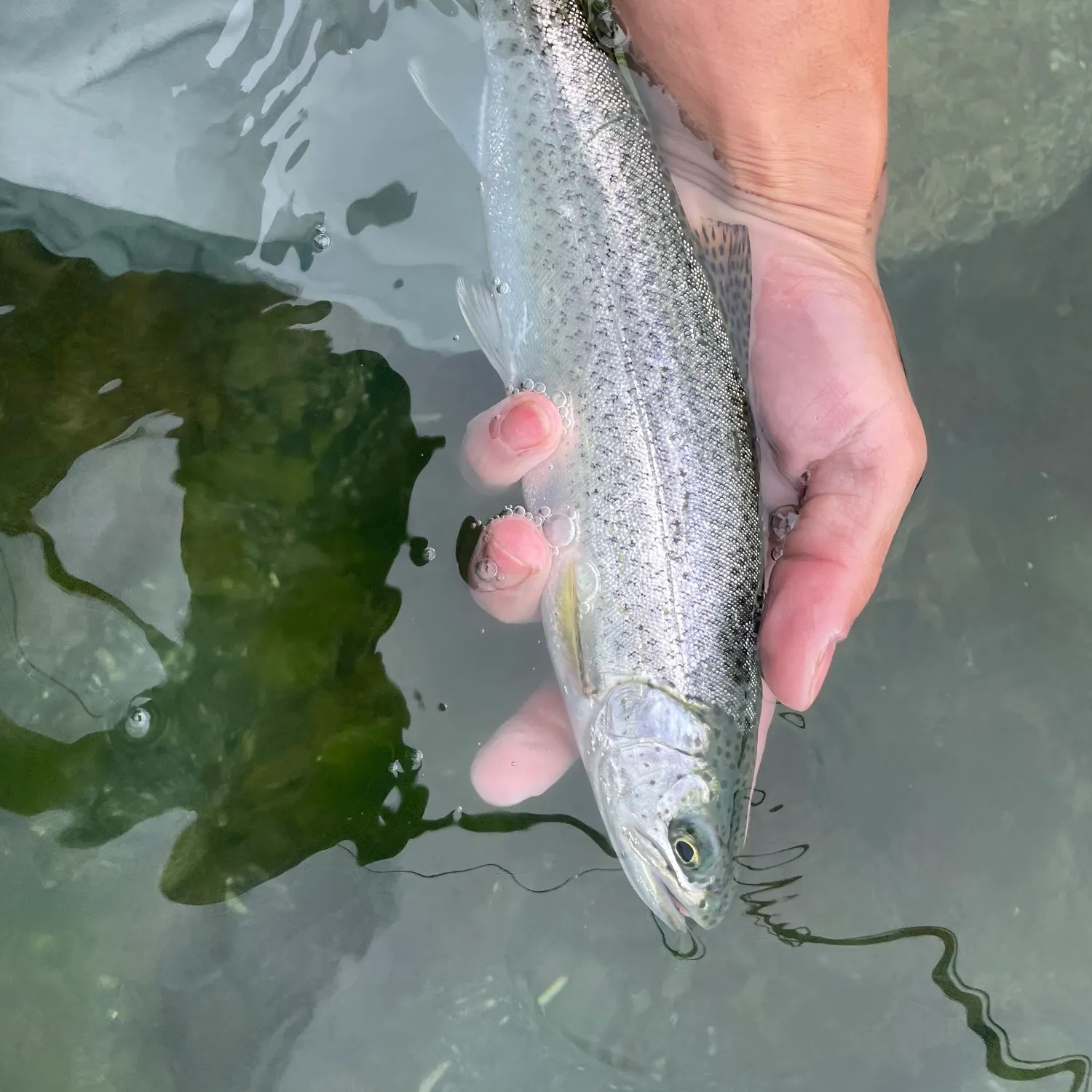 The most recent Coastal cutthroat trout catches on Fishbrain