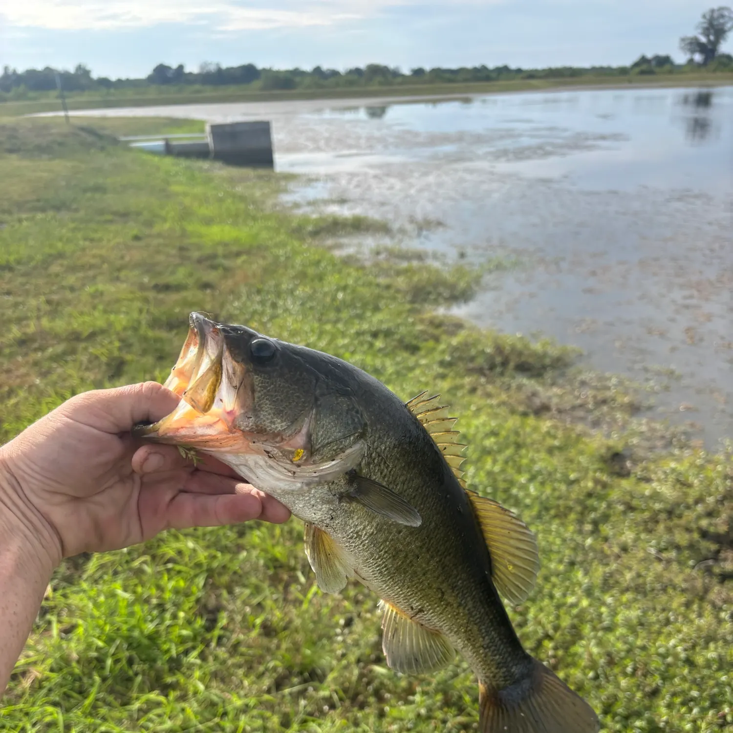 Largemouth bass caught on Fishbrain
