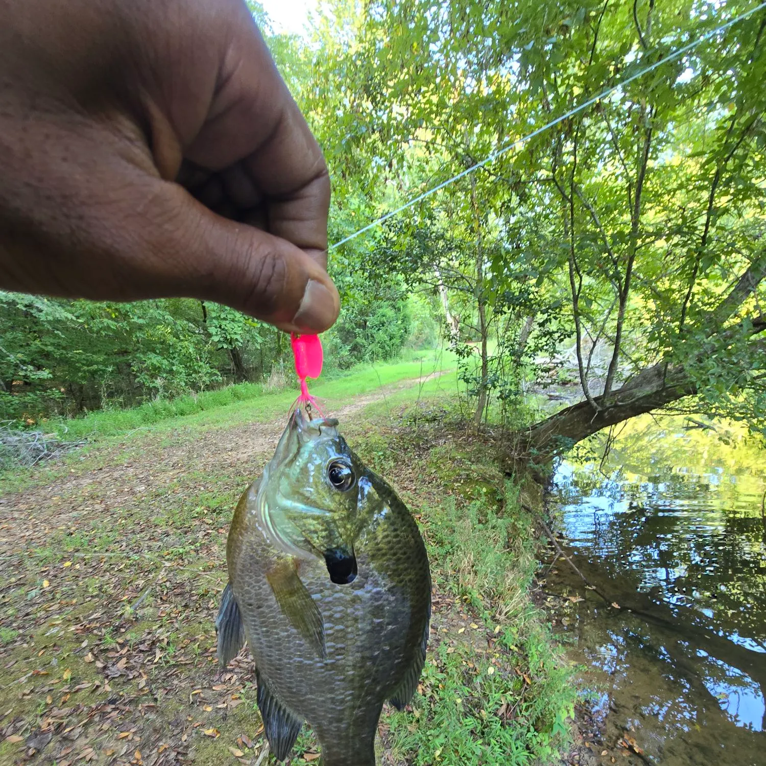 Bluegill caught on Fishbrain