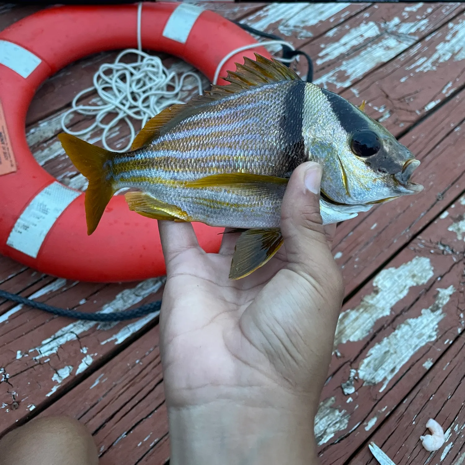 The most recent Atlantic porkfish catches on Fishbrain