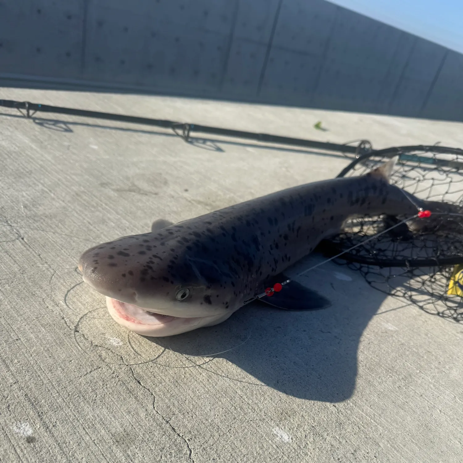 The most recent Broadnose sevengill shark catches on Fishbrain