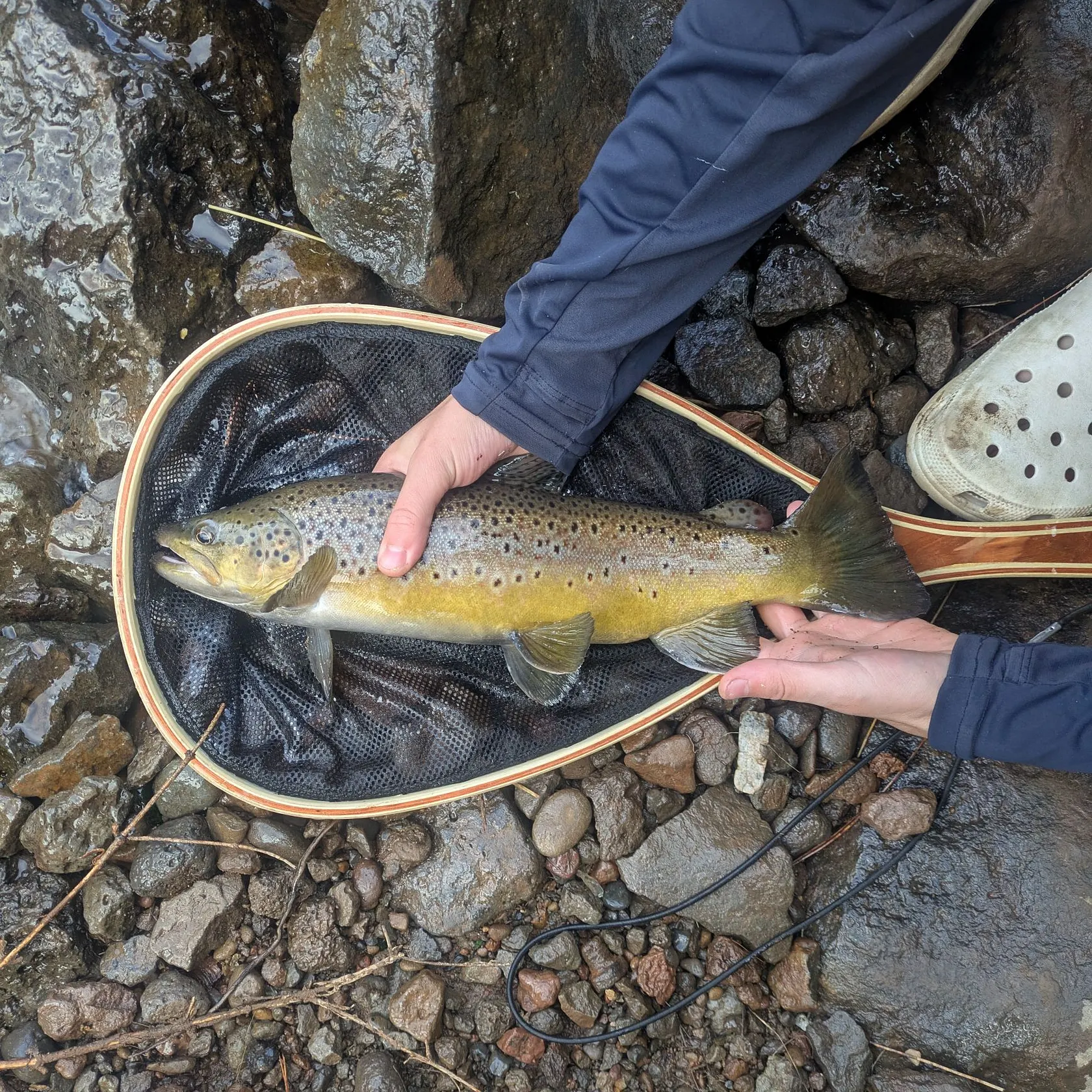 Brown trout caught on Fishbrain