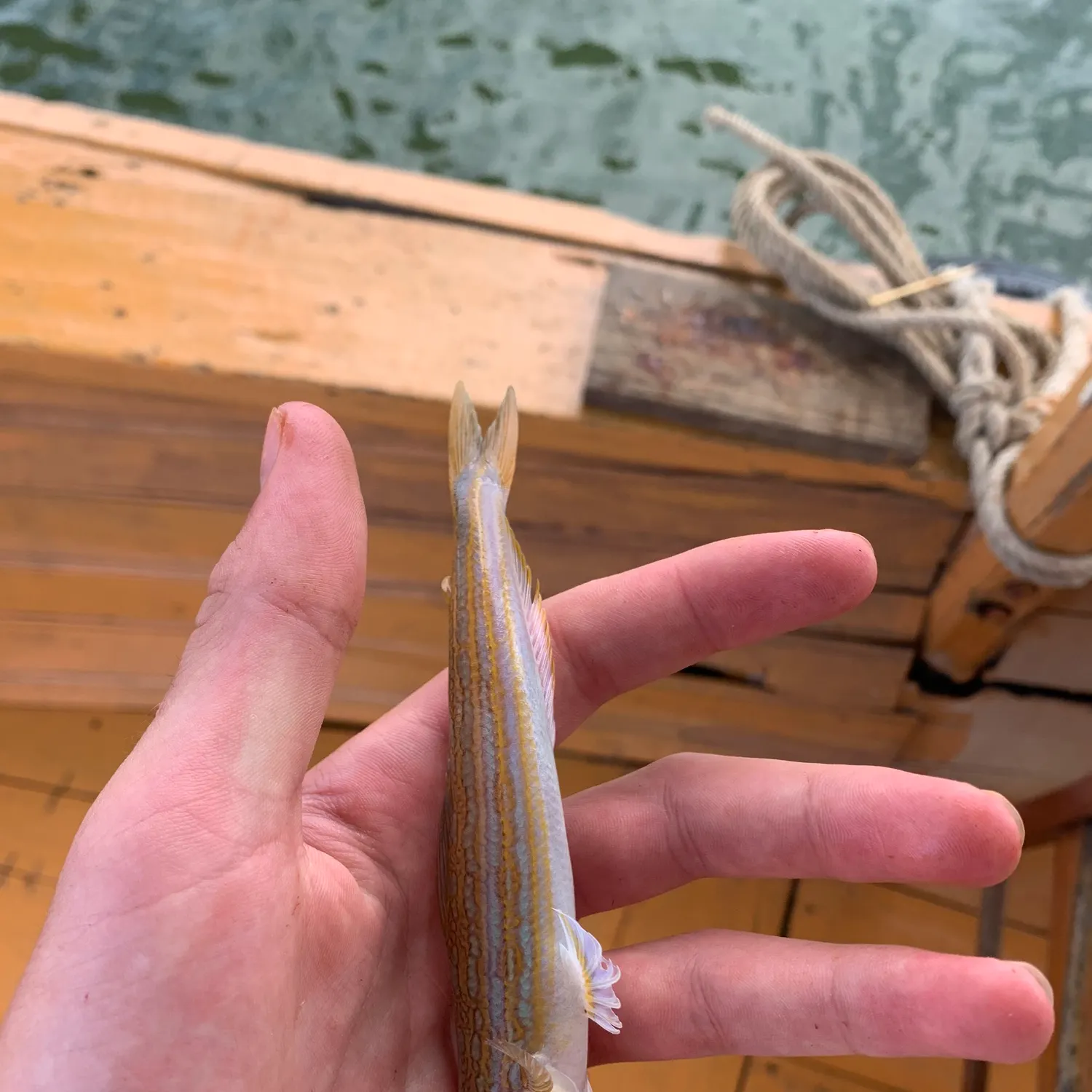 The most recent Snakefish catches on Fishbrain