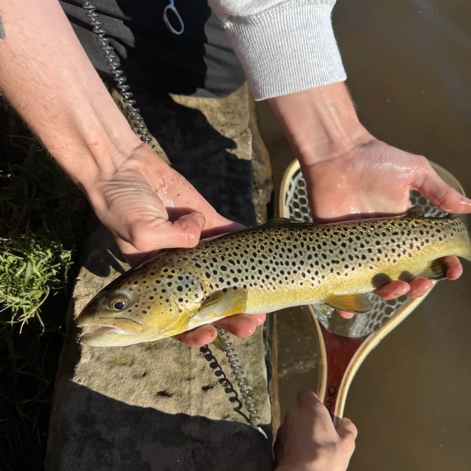 Brown trout caught on Fishbrain