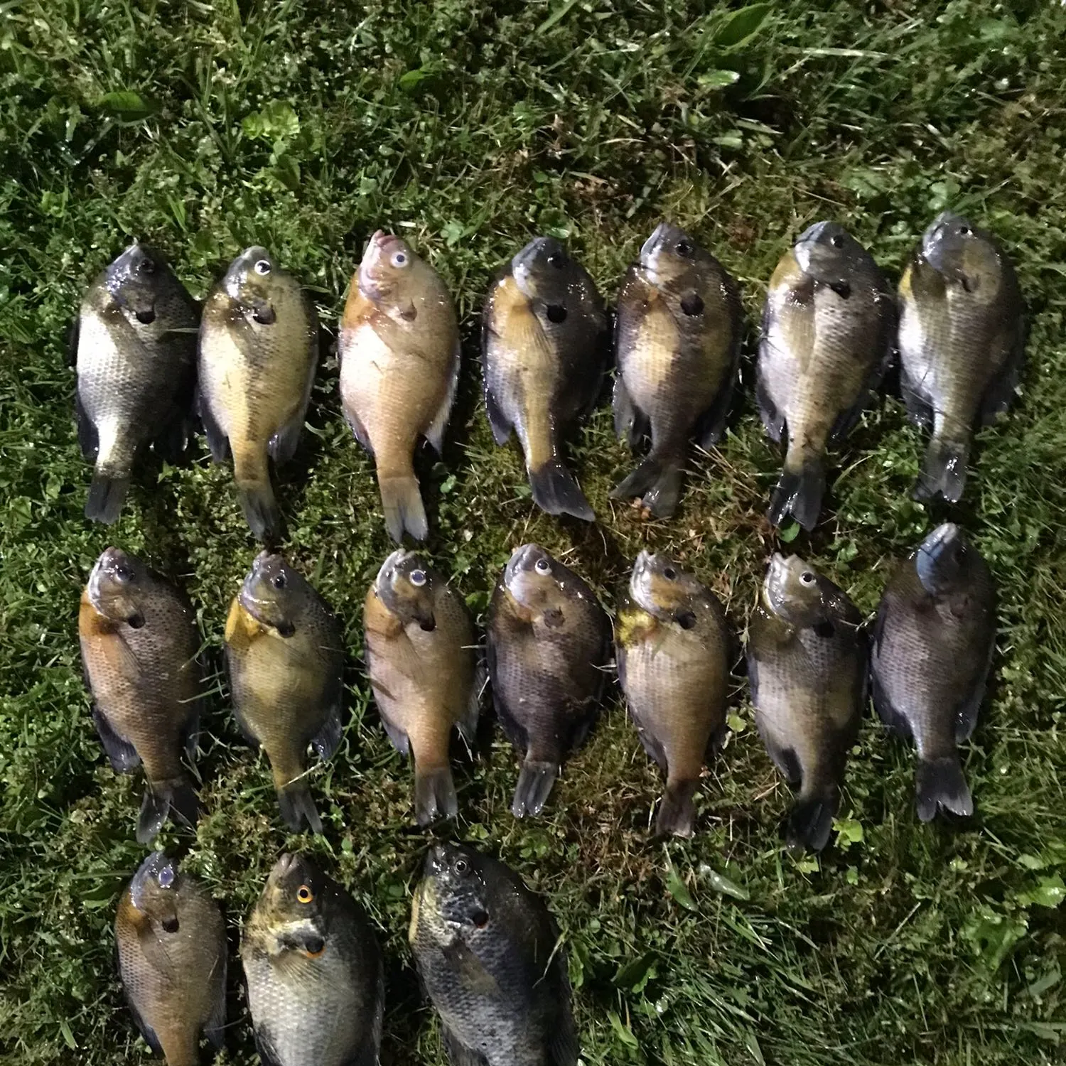 recently logged catches