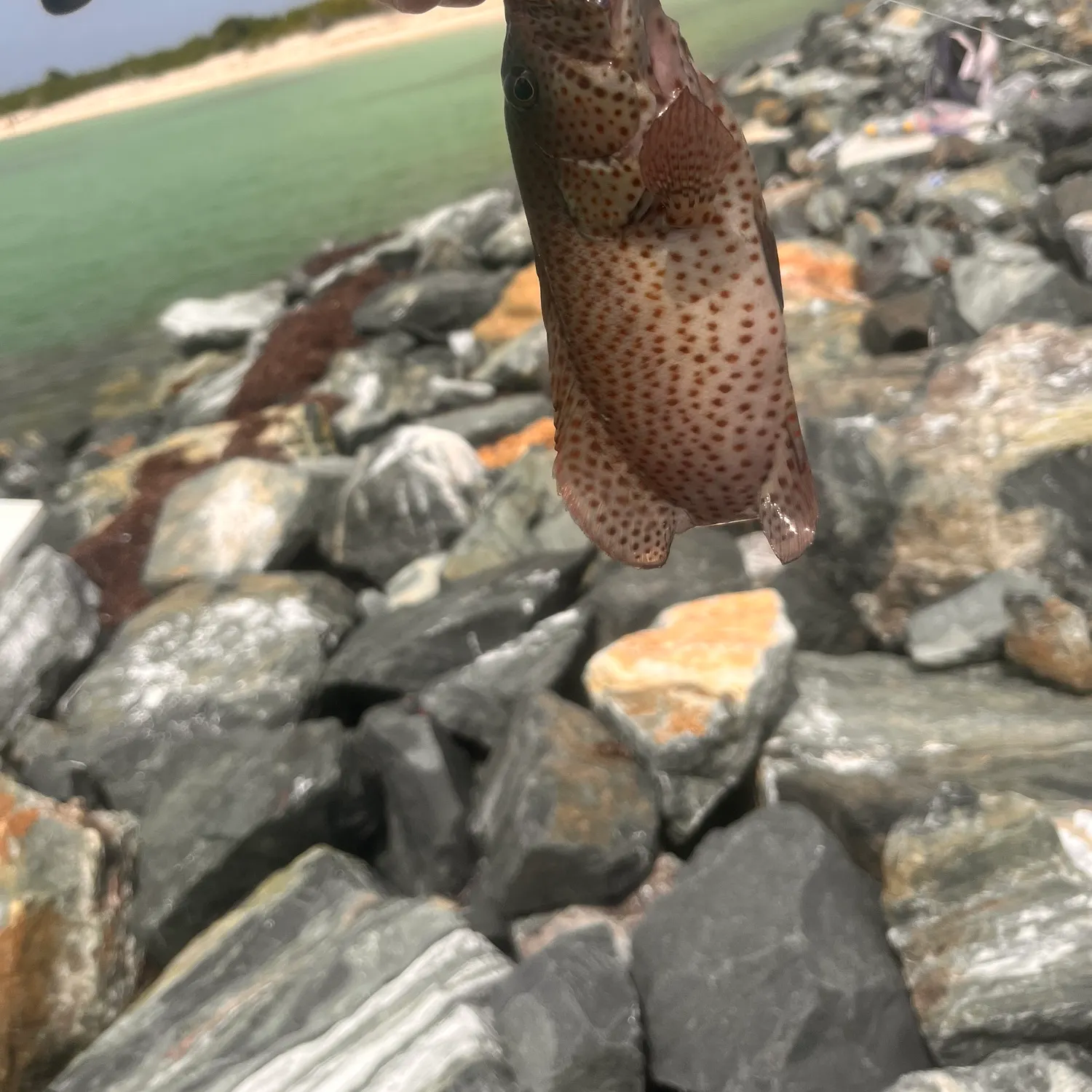 The most recent Graysby grouper catches on Fishbrain